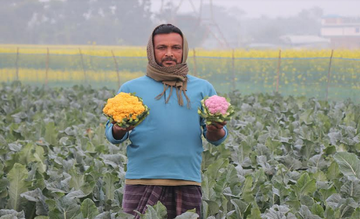 রঙিন ফুলকপি চাষ করে আলোচনায় কৃষক আসলাম