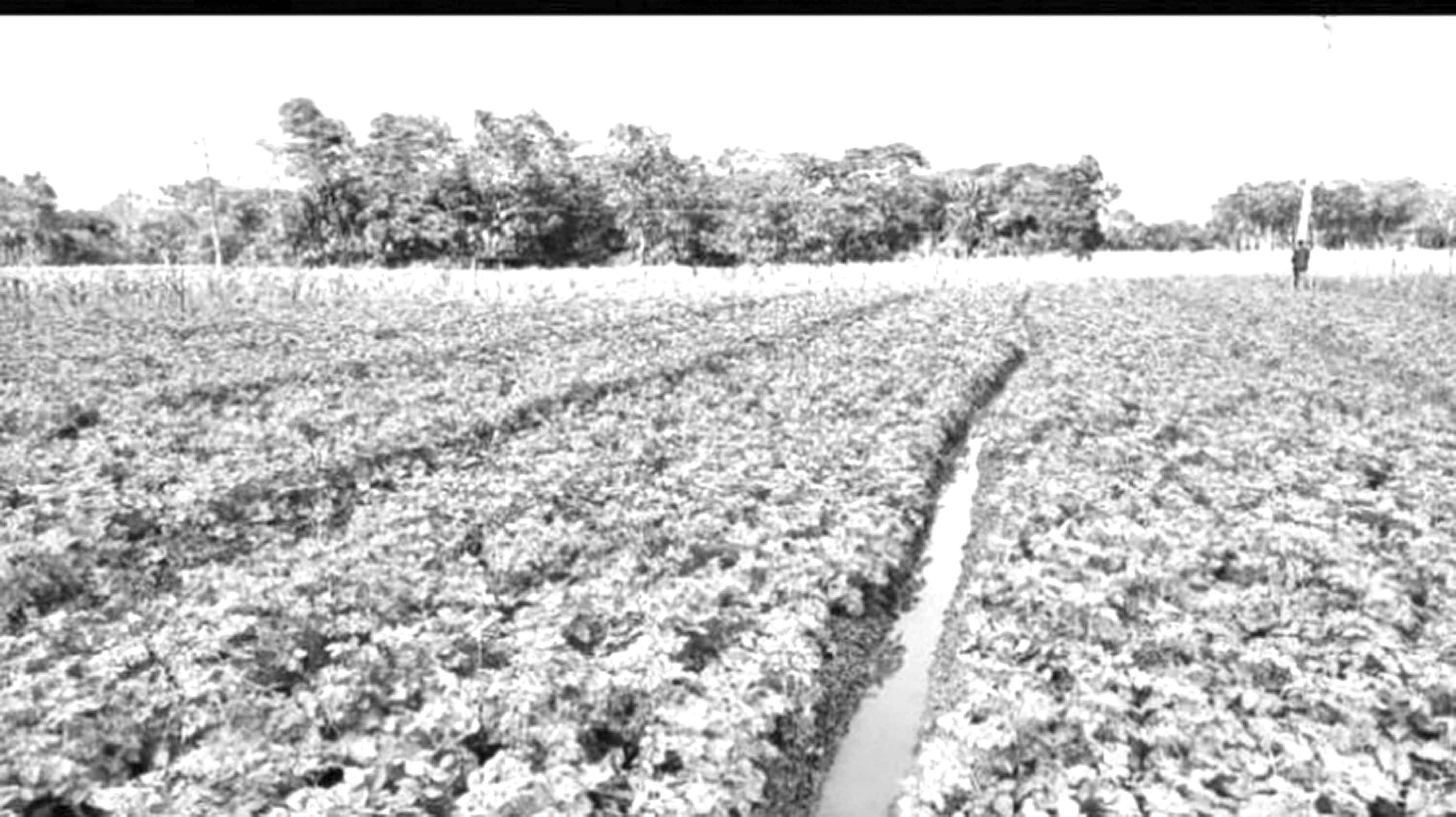 আবহাওয়ার বৈরী আচরণে ক্ষতিগ্রস্ত হচ্ছে কৃষি খাত