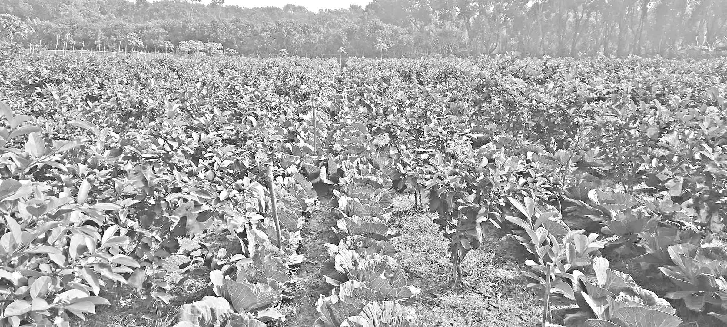 চৌগাছায় ফল বাগানে সাথী ফসল সবজি উৎপাদন