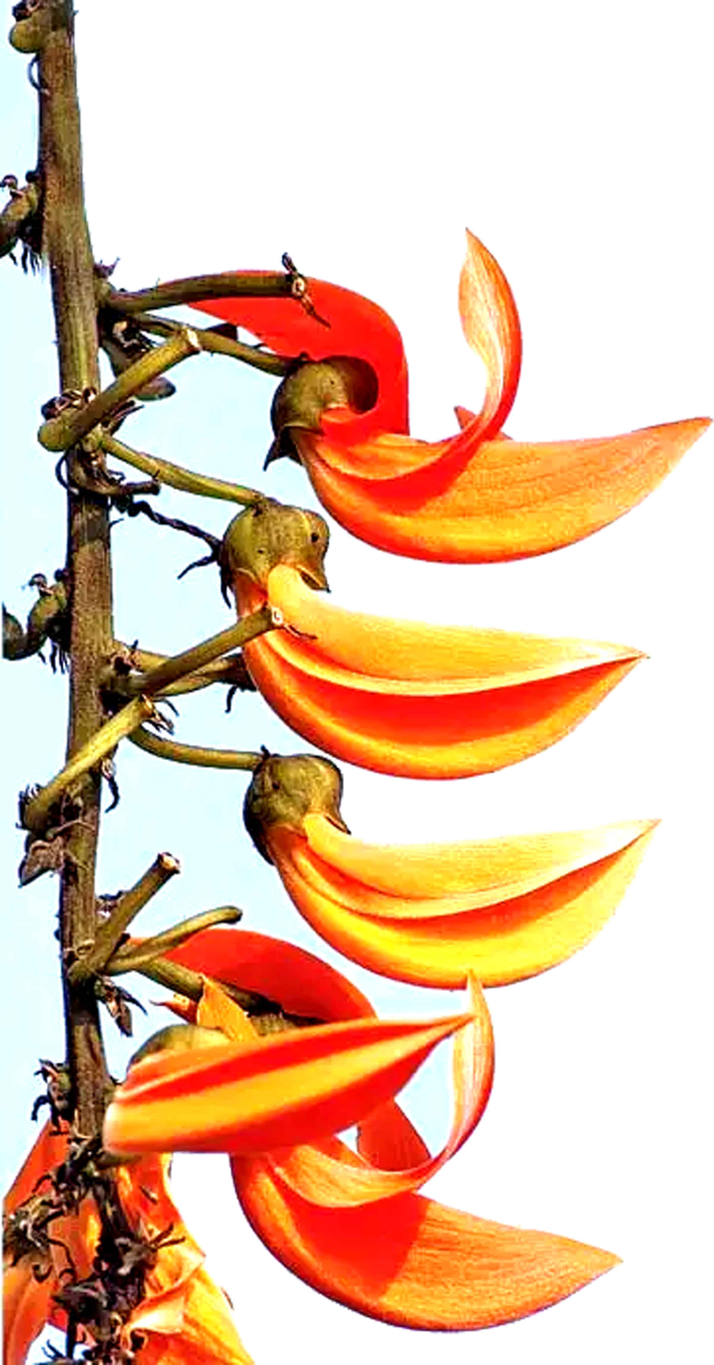 রঙিন পলাশ