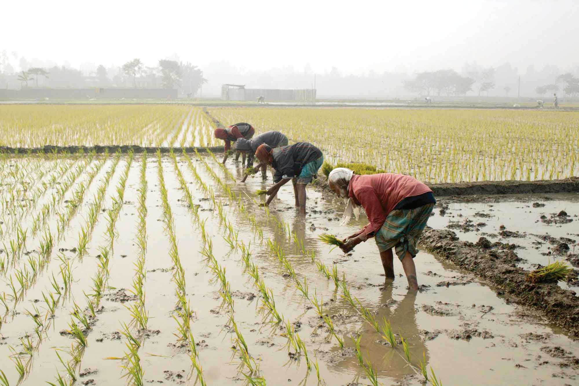 টানা শৈত্যপ্রবাহে বোরো আবাদ নিয়ে দুশ্চিন্তা