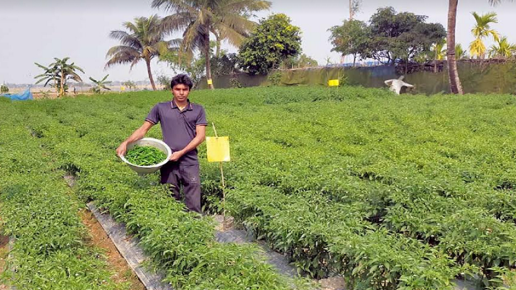 পাইকগাছার লবণাক্ত এলাকায় হাইব্রিড মরিচের বাম্পার ফলন