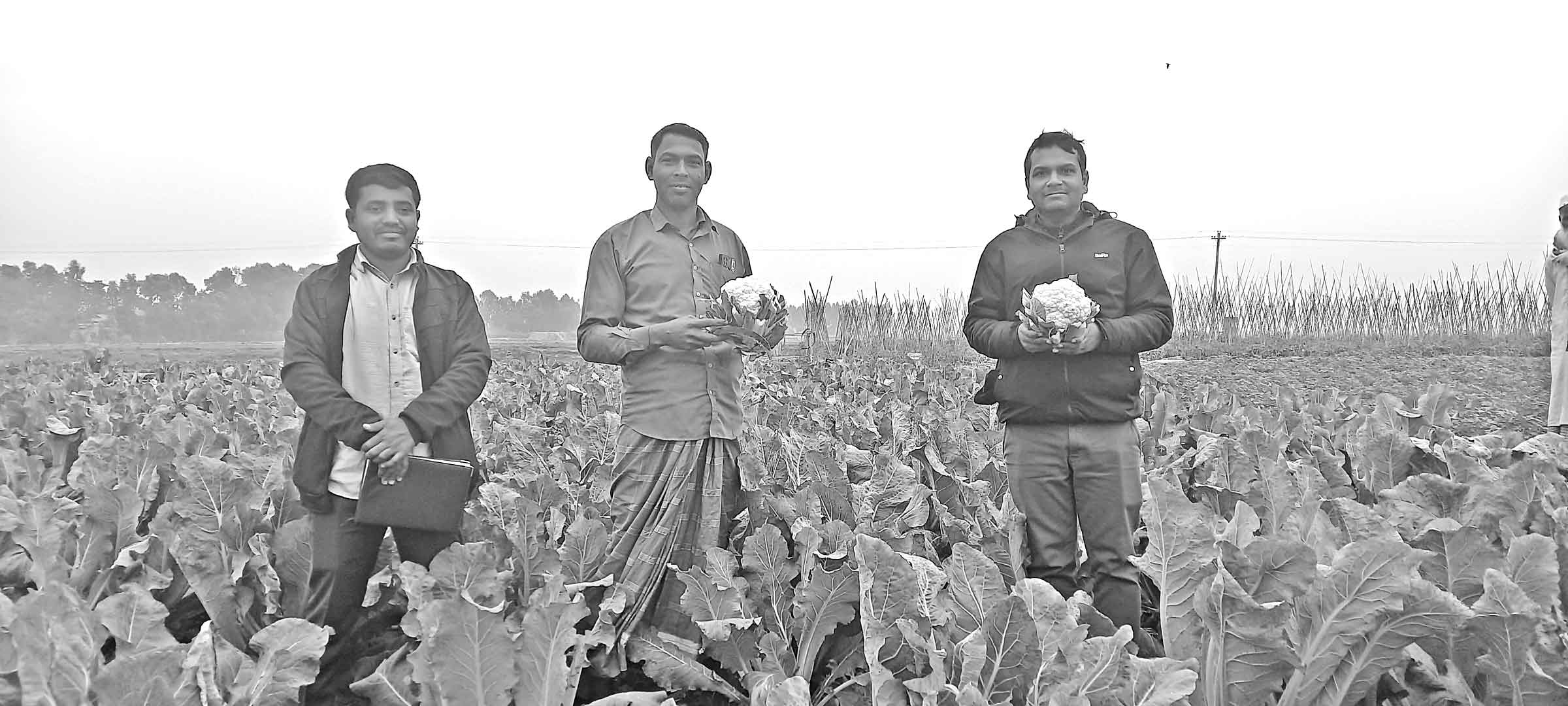 আজমিরীগঞ্জে বিষমুক্ত সবজি ও পাহাড়ে ব্রোকলি চাষে সাফল্য
