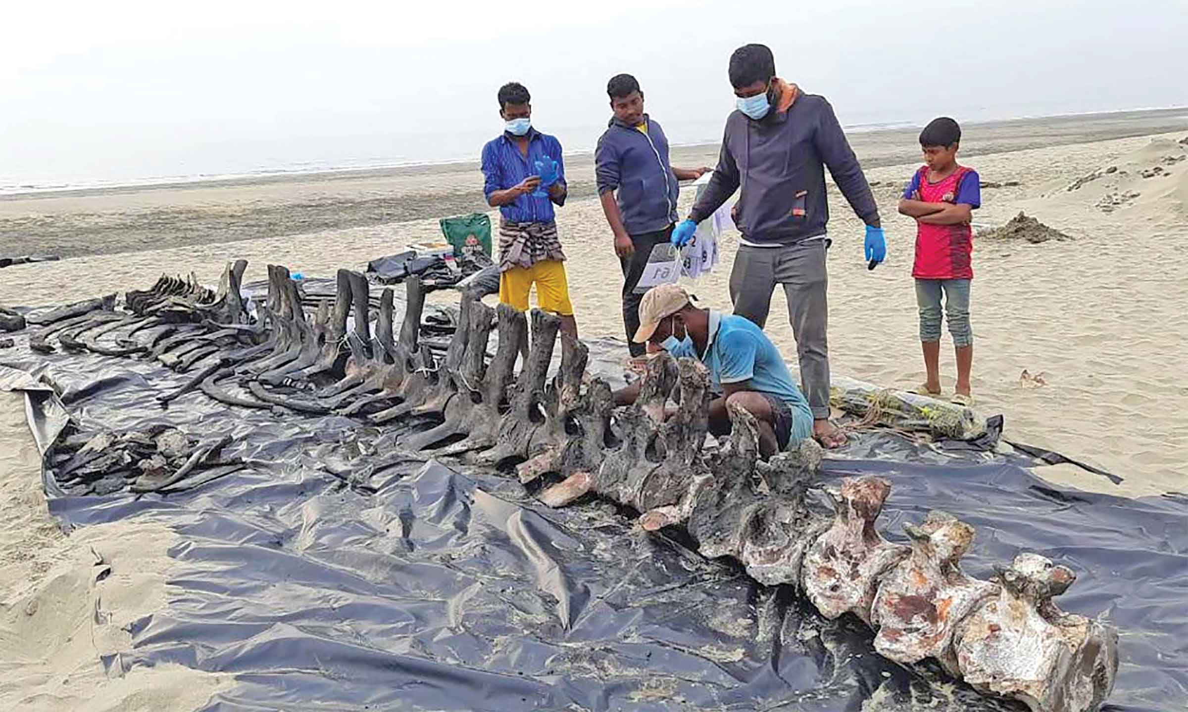এবার গবেষণায় তিমির কঙ্কাল