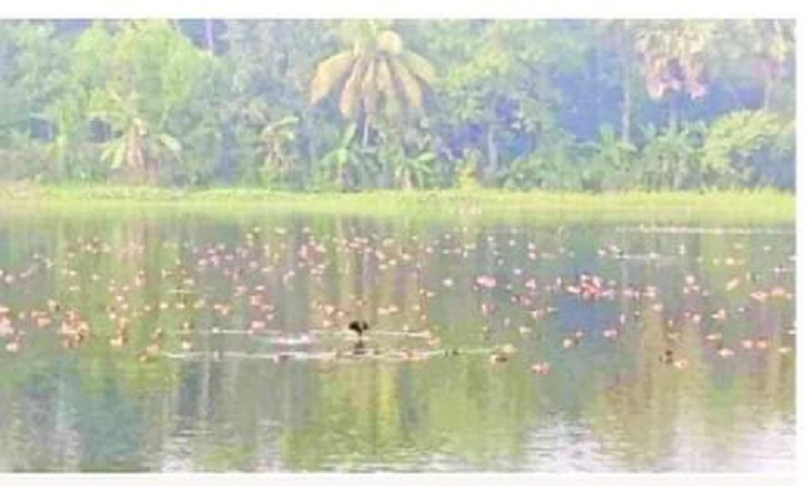 দাগনভুইয়ার আজরাইল দীঘি অতিথি পাখিতে মুখরিত