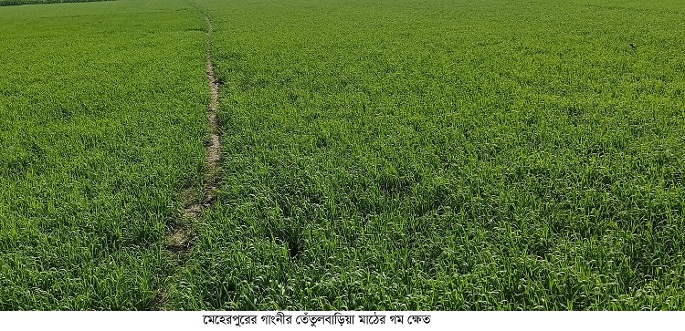 গাংনীতে বেড়েছে গমের আবাদ