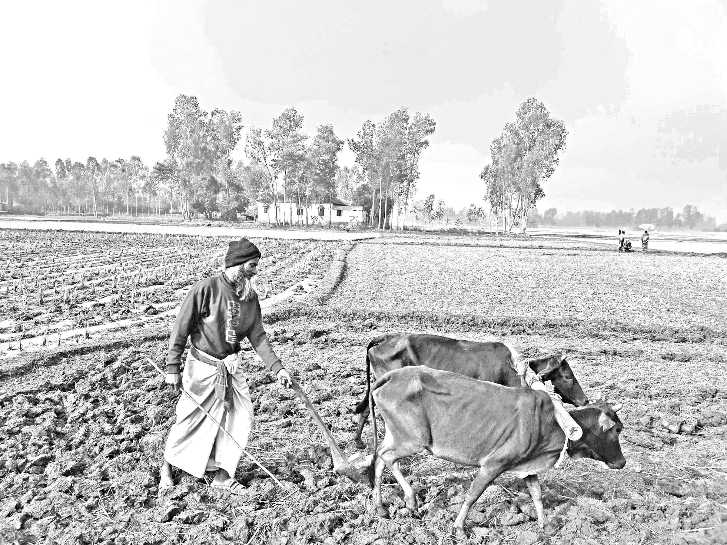 কৃষির যান্ত্রিকায়নে হারিয়ে যাচ্ছে 'লাঙ্গল' দিয়ে হালচাষ