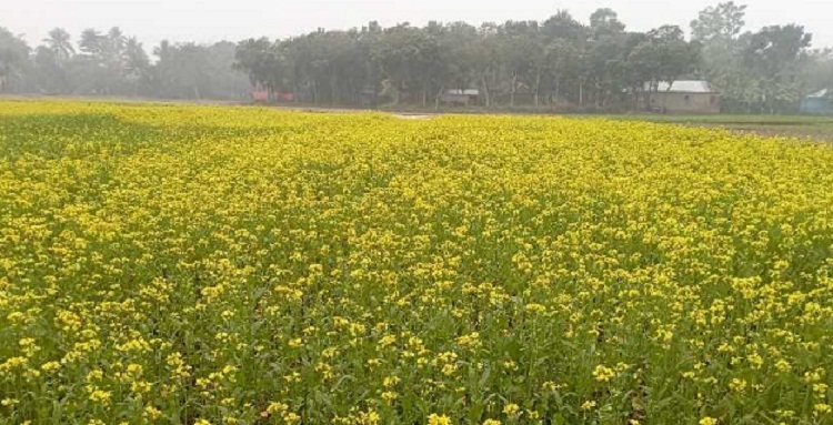 দৌলতপুরে বেড়েছে সরিষার আবাদ, মাঠ জুড়ে হলুদের সমারোহ