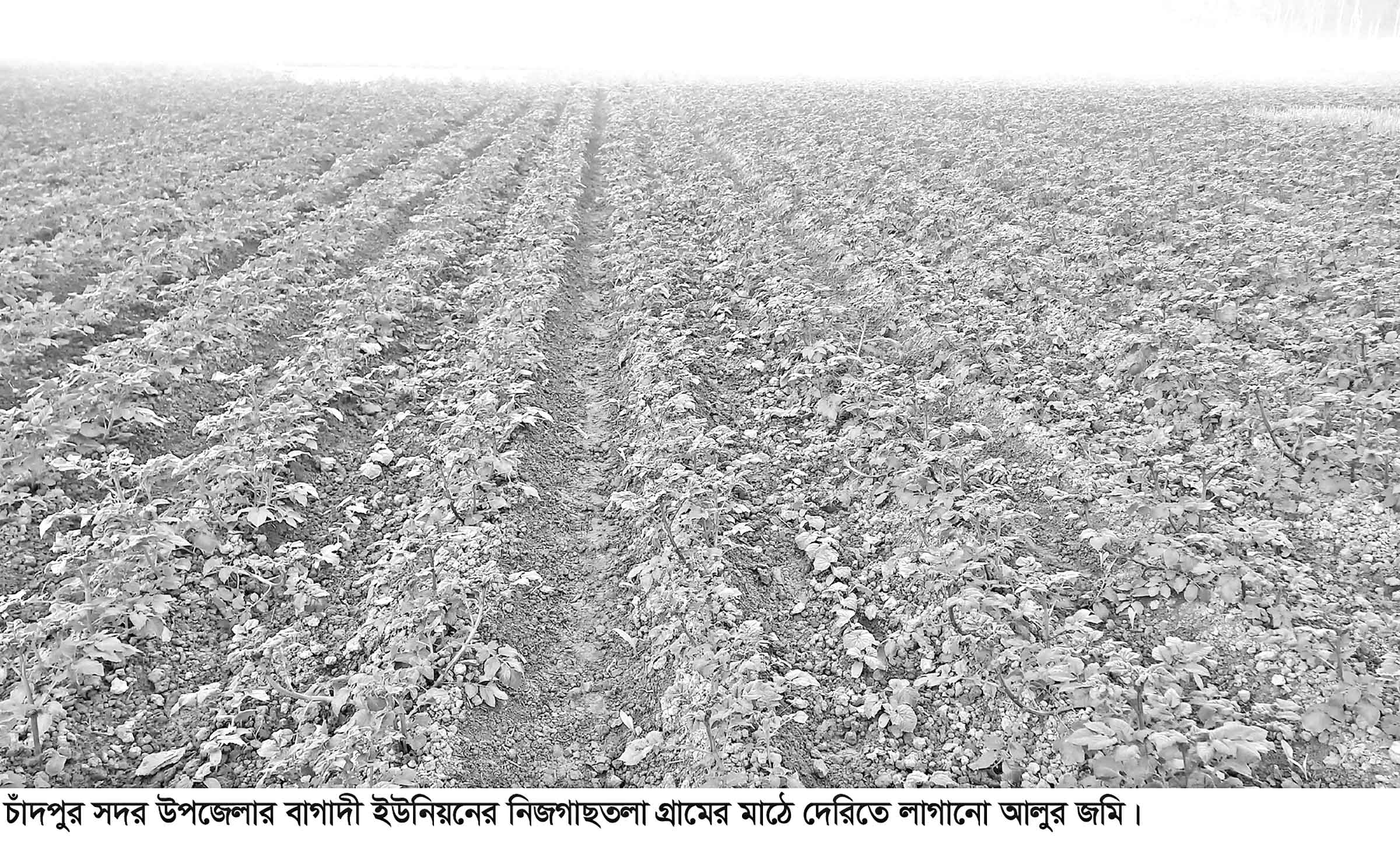 ঘন কুয়াশায় আলুক্ষেতে পচন রোগ, ফলন নিয়ে শঙ্কা