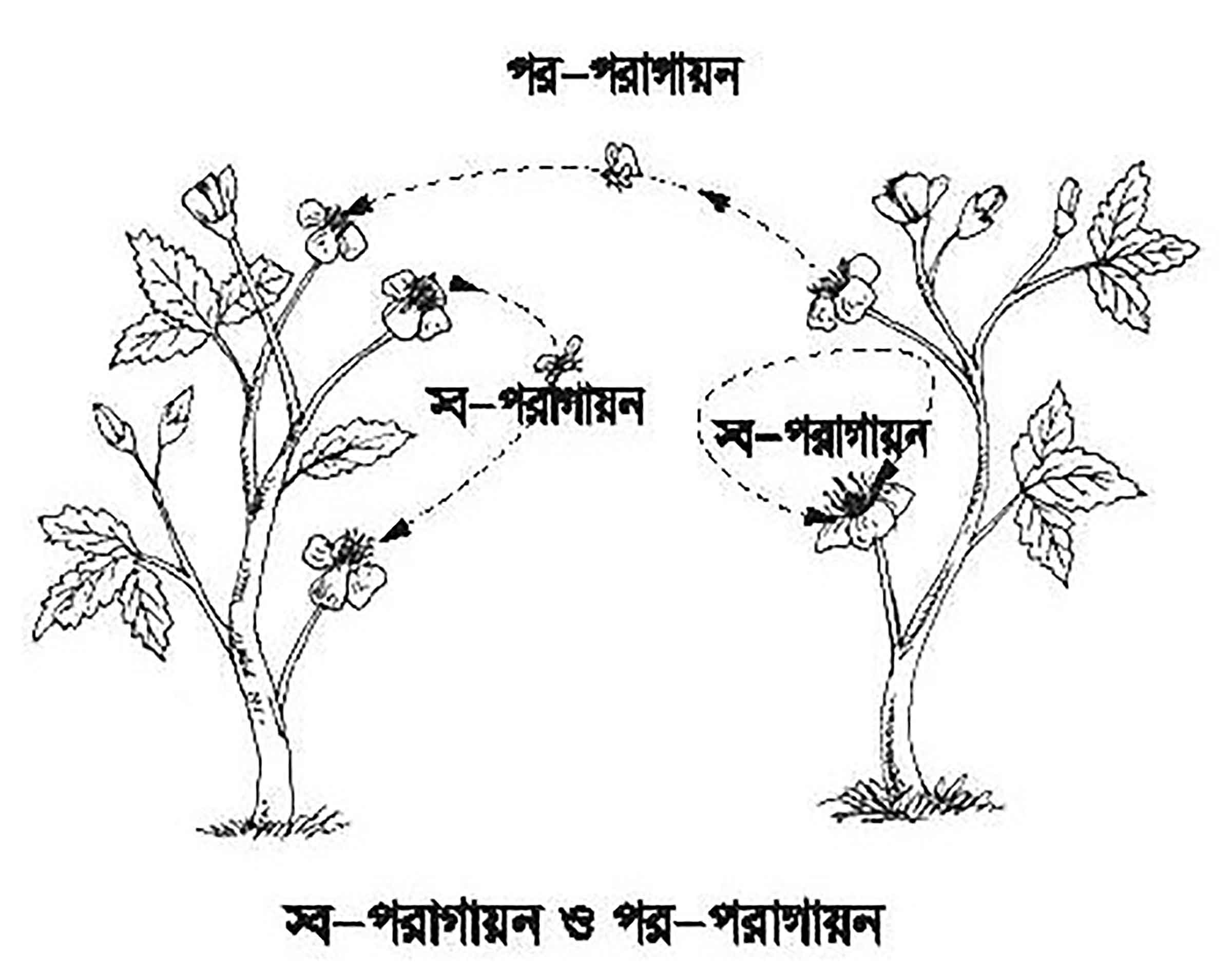 পঞ্চম শ্রেণির পড়াশোনা বিজ্ঞান