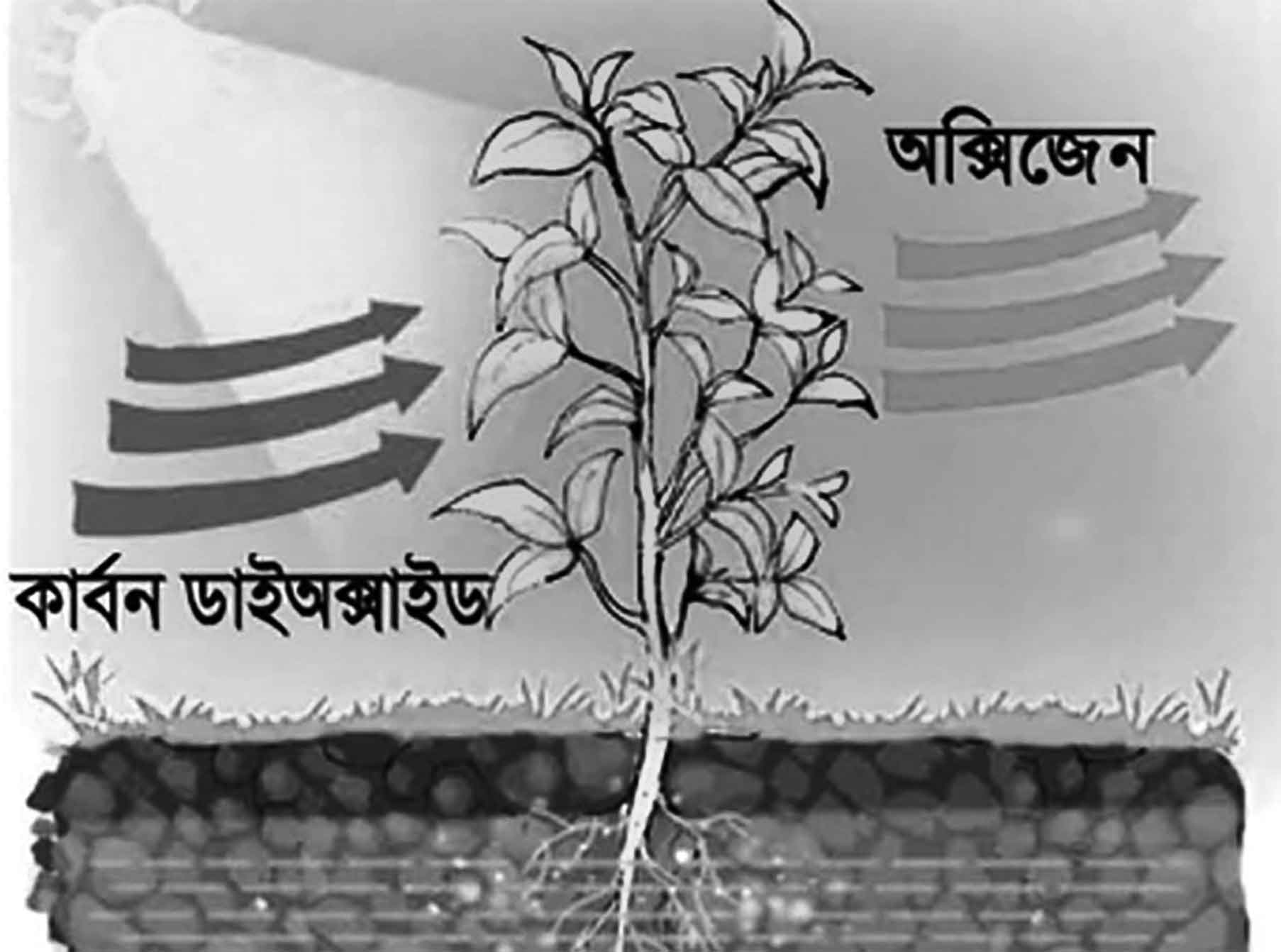 পঞ্চম শ্রেণির পড়াশোনা