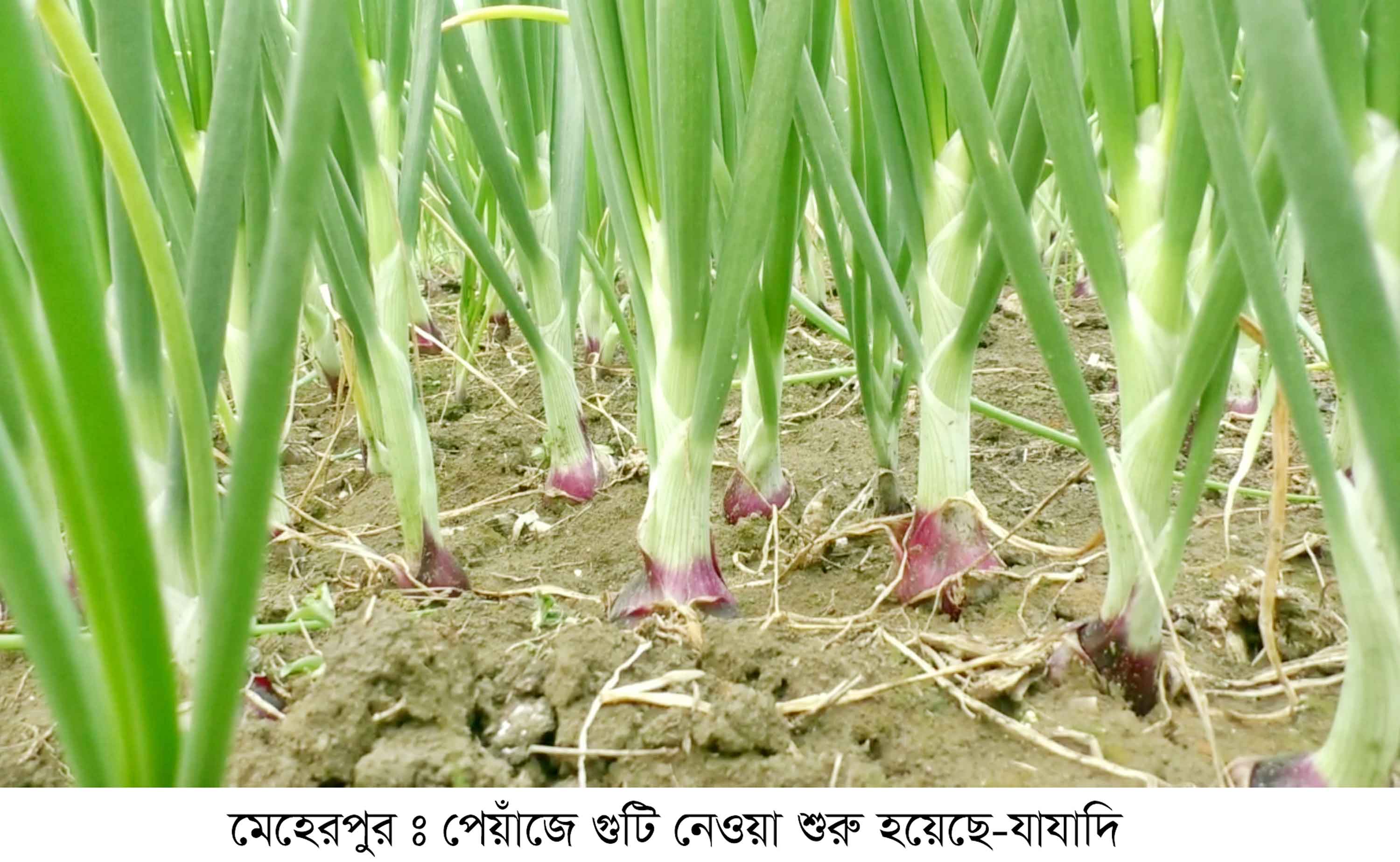 'সুখসাগর' পেঁয়াজের আশায় মেহেরপুরের চাষিরা