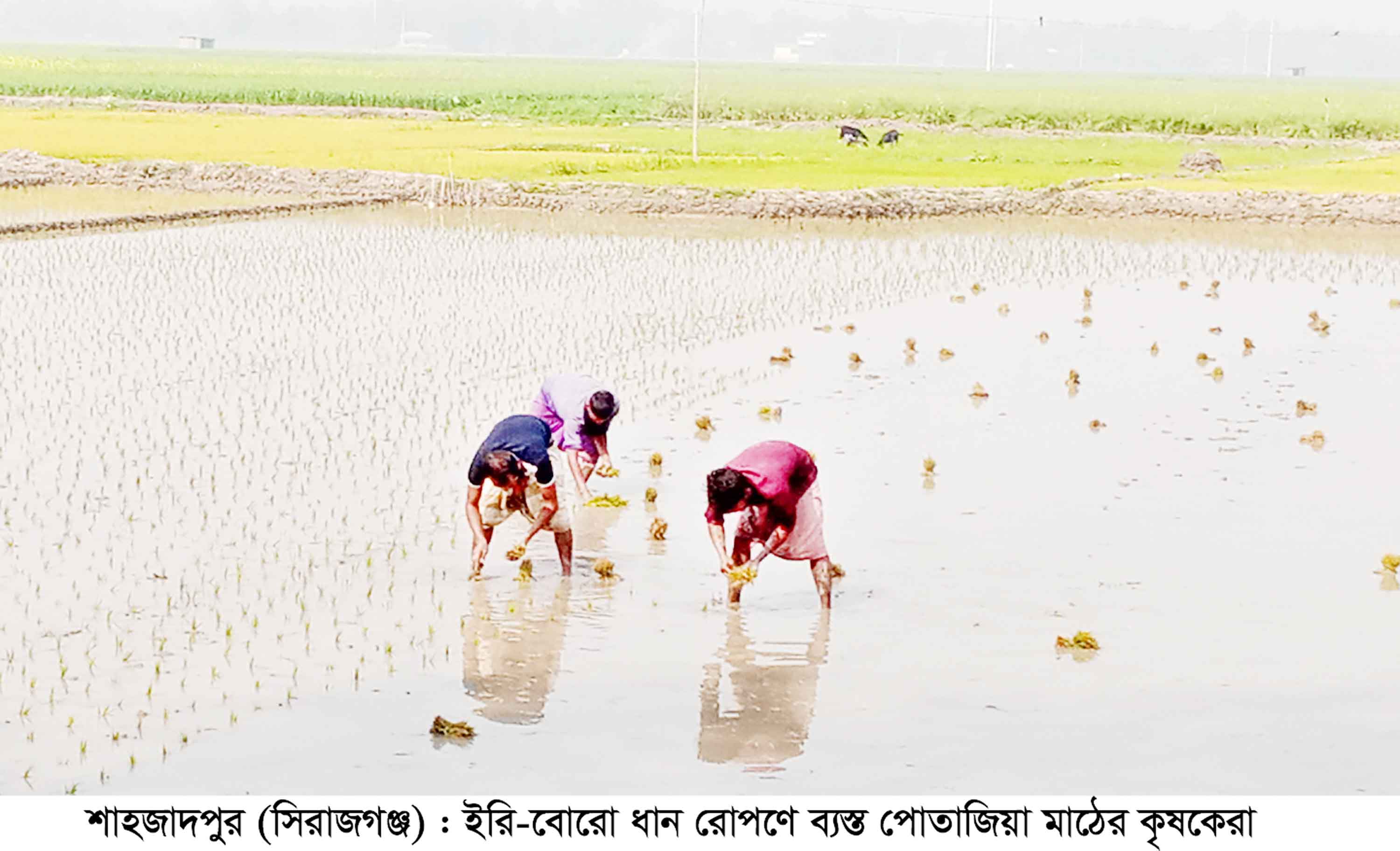 শাহজাদপুরের ইরি-বোরো ধান রোপণে ব্যস্ত কৃষক