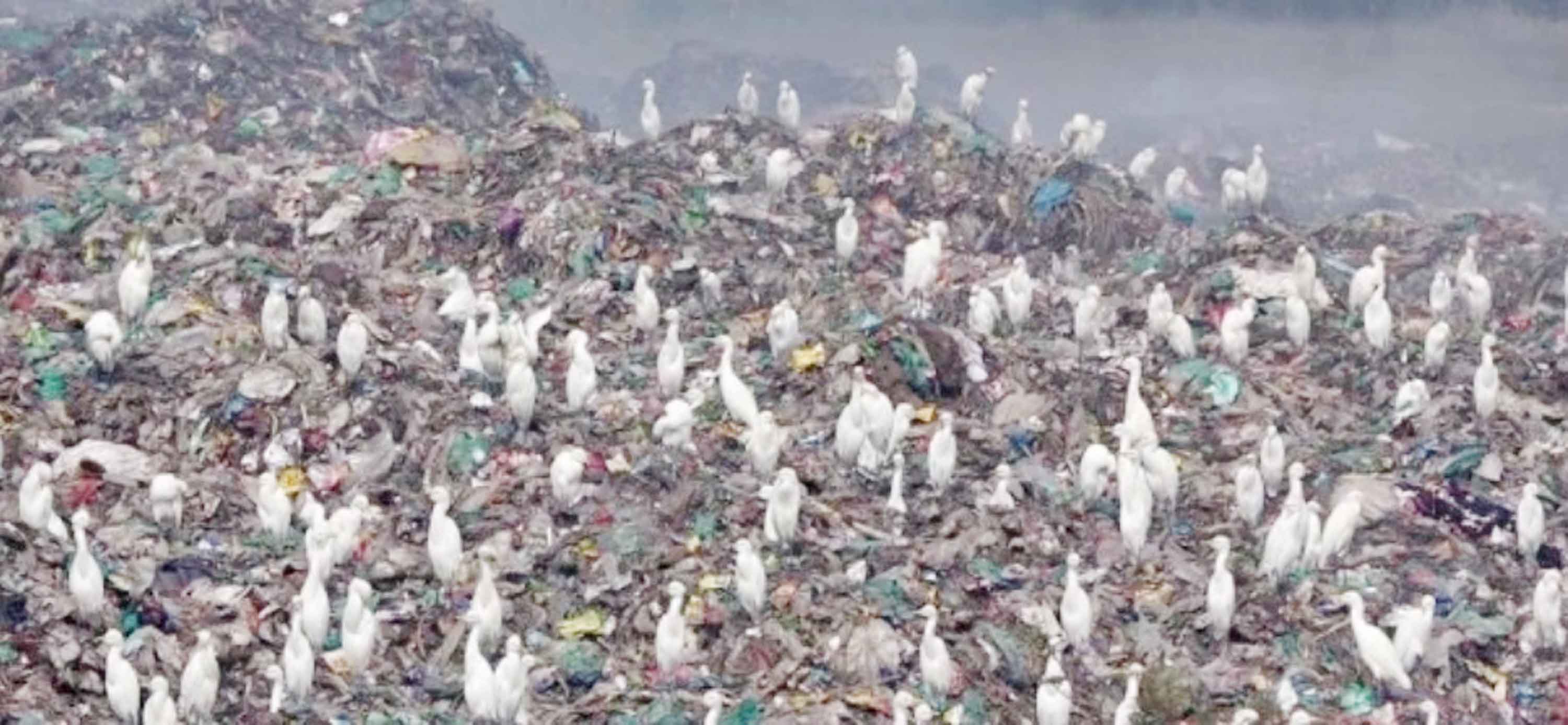 ময়লার ভাগাড়ই এখন বকের খাদ্যের প্রধান উৎস