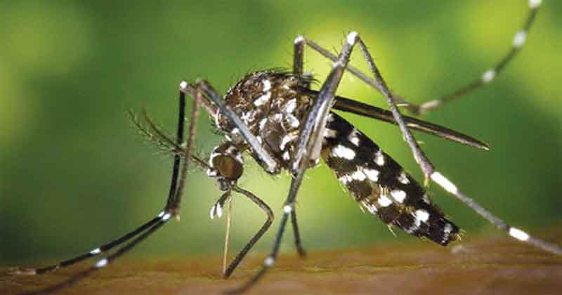 চোখ রাঙাচ্ছে কিউলেক্স