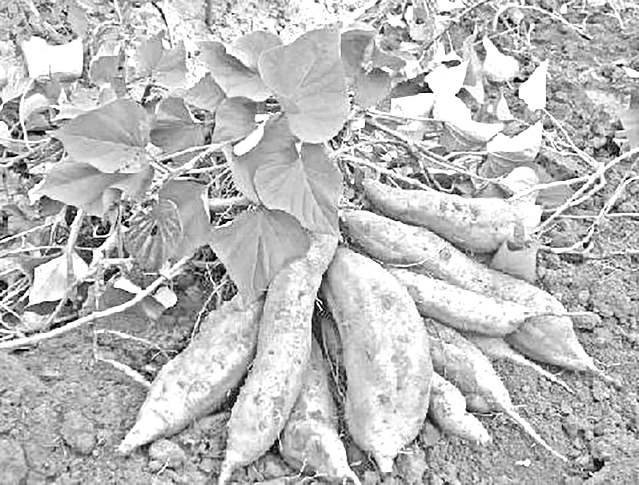 দেশের 'সুপার ফুড' হতে পারে মিষ্টি আলু