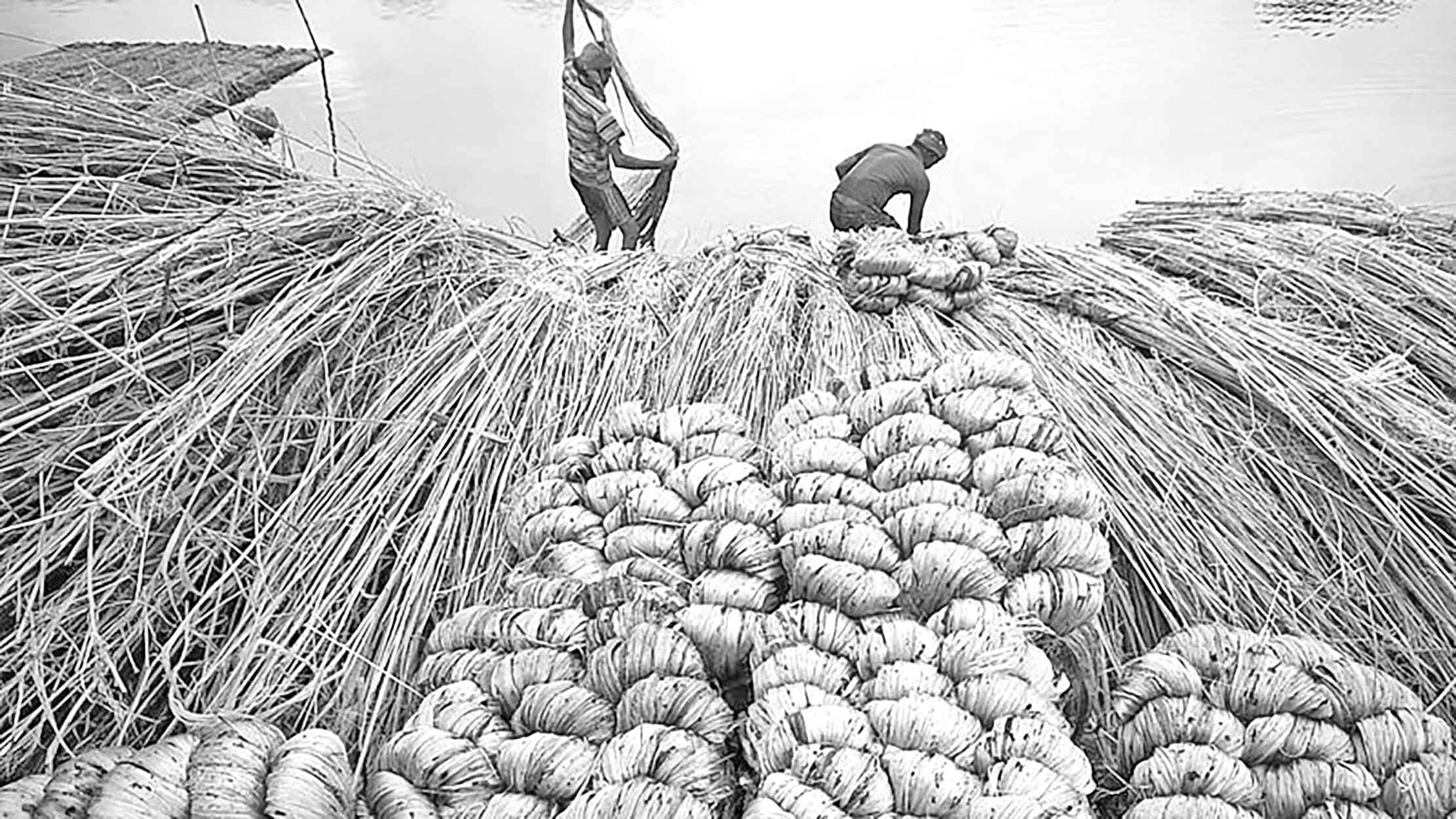 পাট রপ্তানিতে ৫০ হাজার কোটি টাকার হাতছানি!