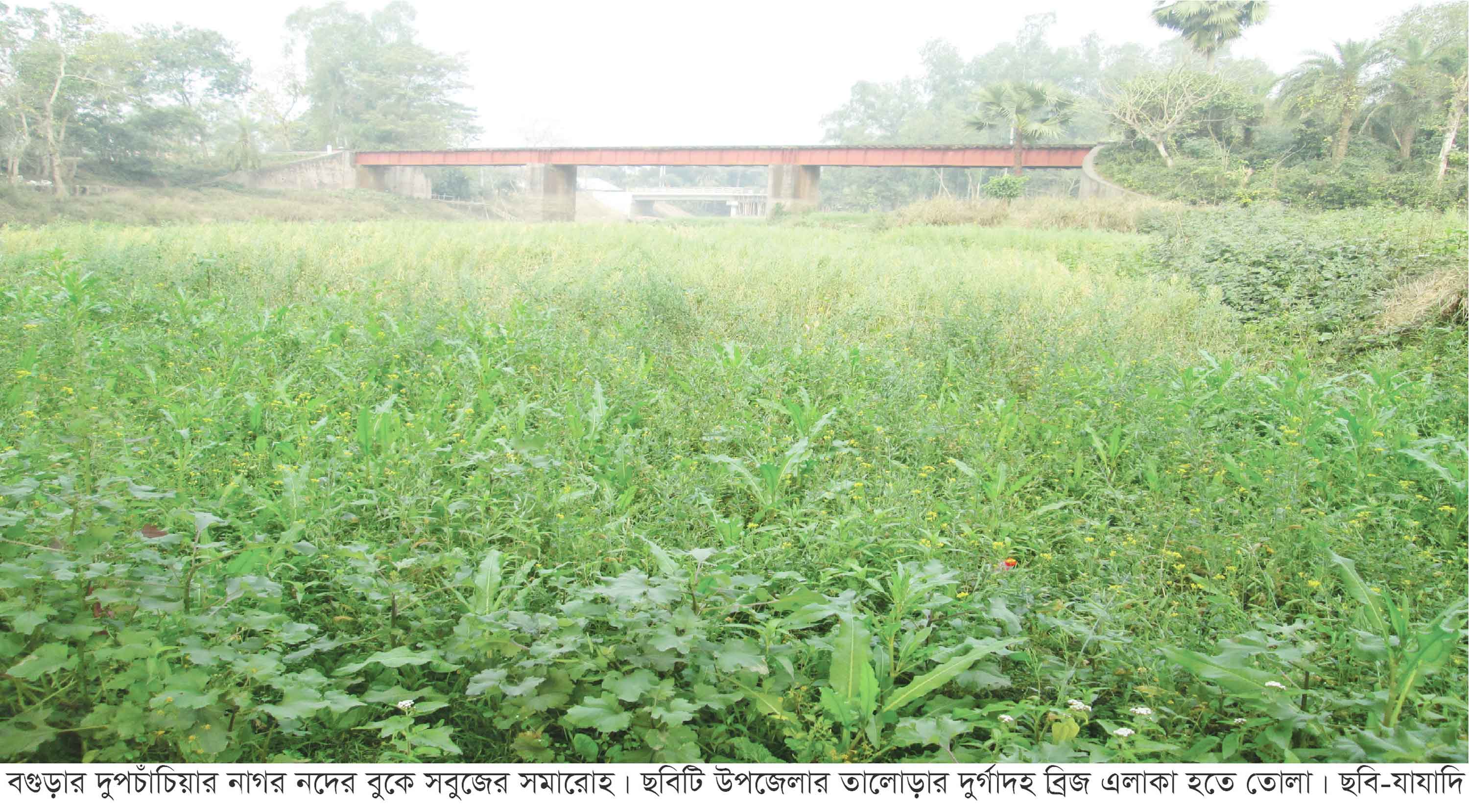 দুপচাঁচিয়ার নাগর নদের বুকে সবুজের সমারোহ