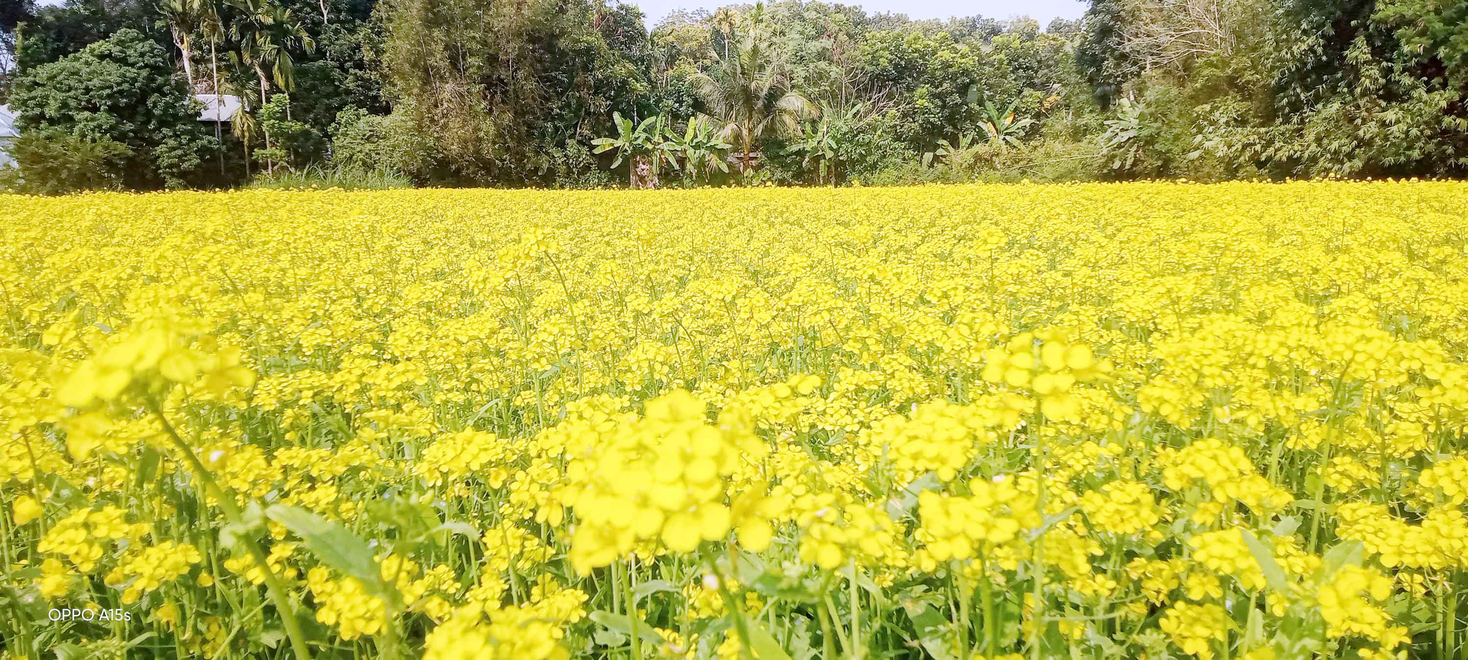 মধুখালীতে ২০ কোটি টাকার সরিষা উৎপাদনের আশা