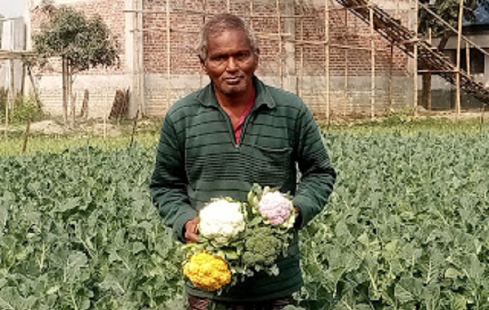 চিরিরবন্দরে রঙিন ফুলকপি চাষে মতিয়ারের বাজিমাত