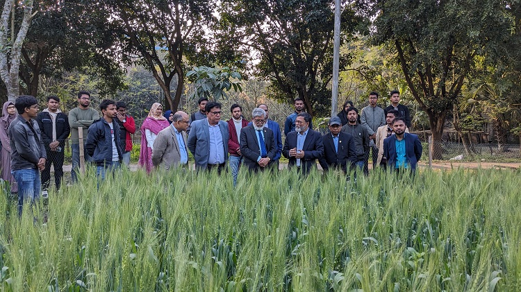 তাপ সহিষ্ণু গমের জাত উদ্ভাবনে হাবিপ্রবির গবেষকরা