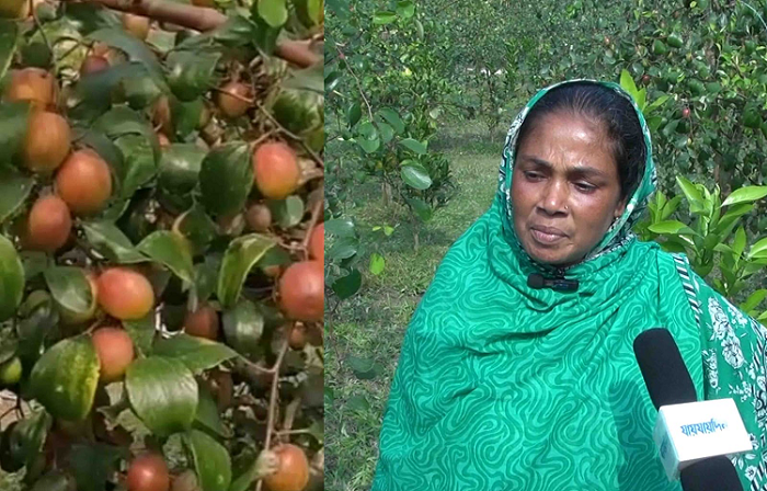 বর‌ই চাষ করে স্বাবলম্বী হতে চায় নূপুর আক্তার 