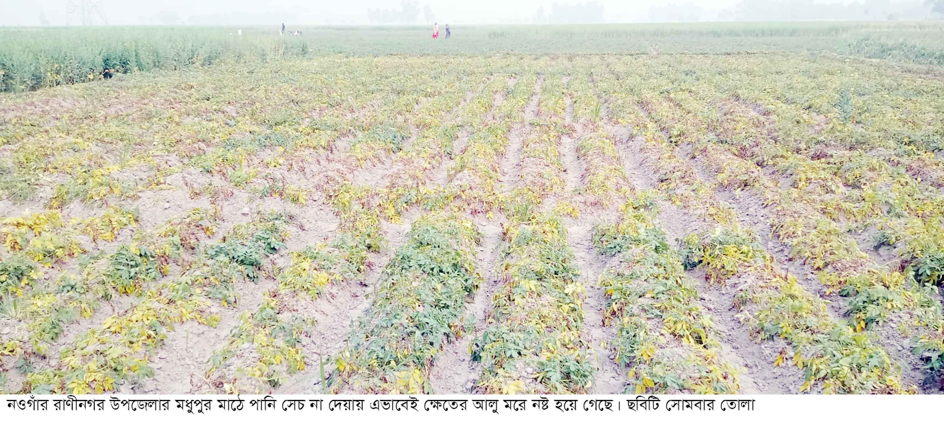 পানি সেচ না দেওয়ায় আলু ক্ষেত নষ্টের অভিযোগ