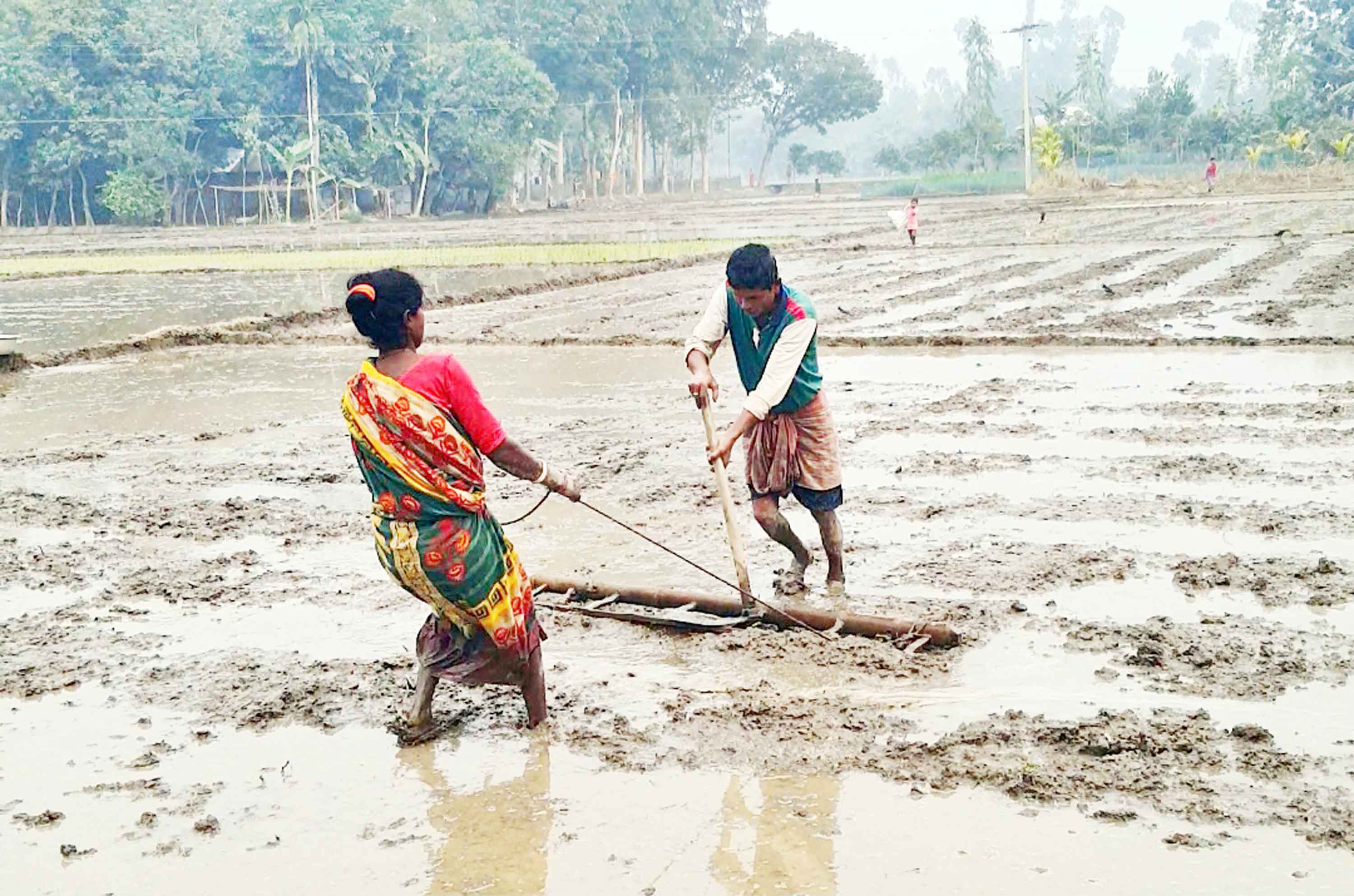 অর্থাভাবে গরুর বদলে নিজেরাই জমিতে হাল দিচ্ছেন নেপেন-সুভাসিনি দম্পতি