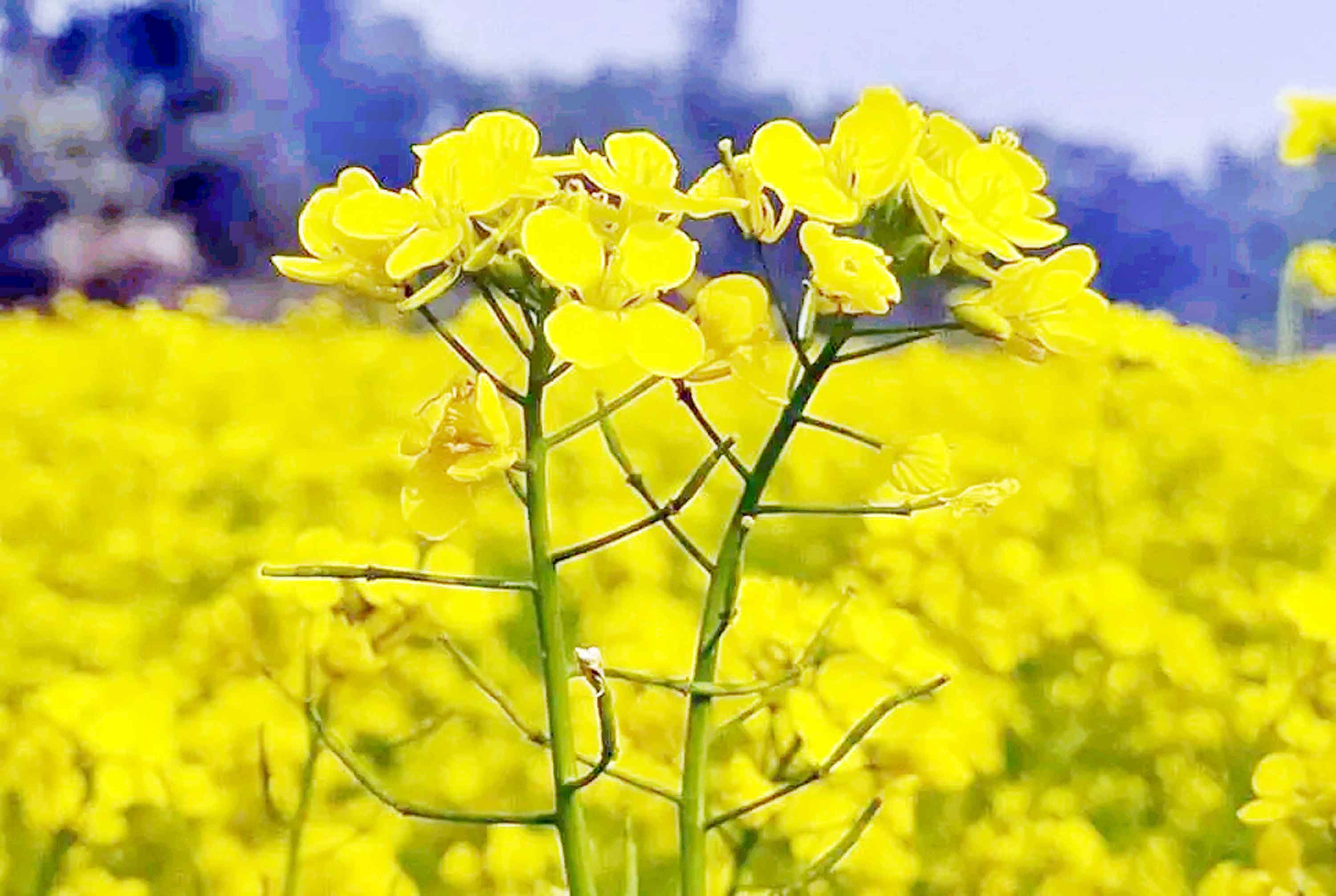 পাহাড়ে অর্থনীতির চাকা ঘুরাচ্ছে সরিষা