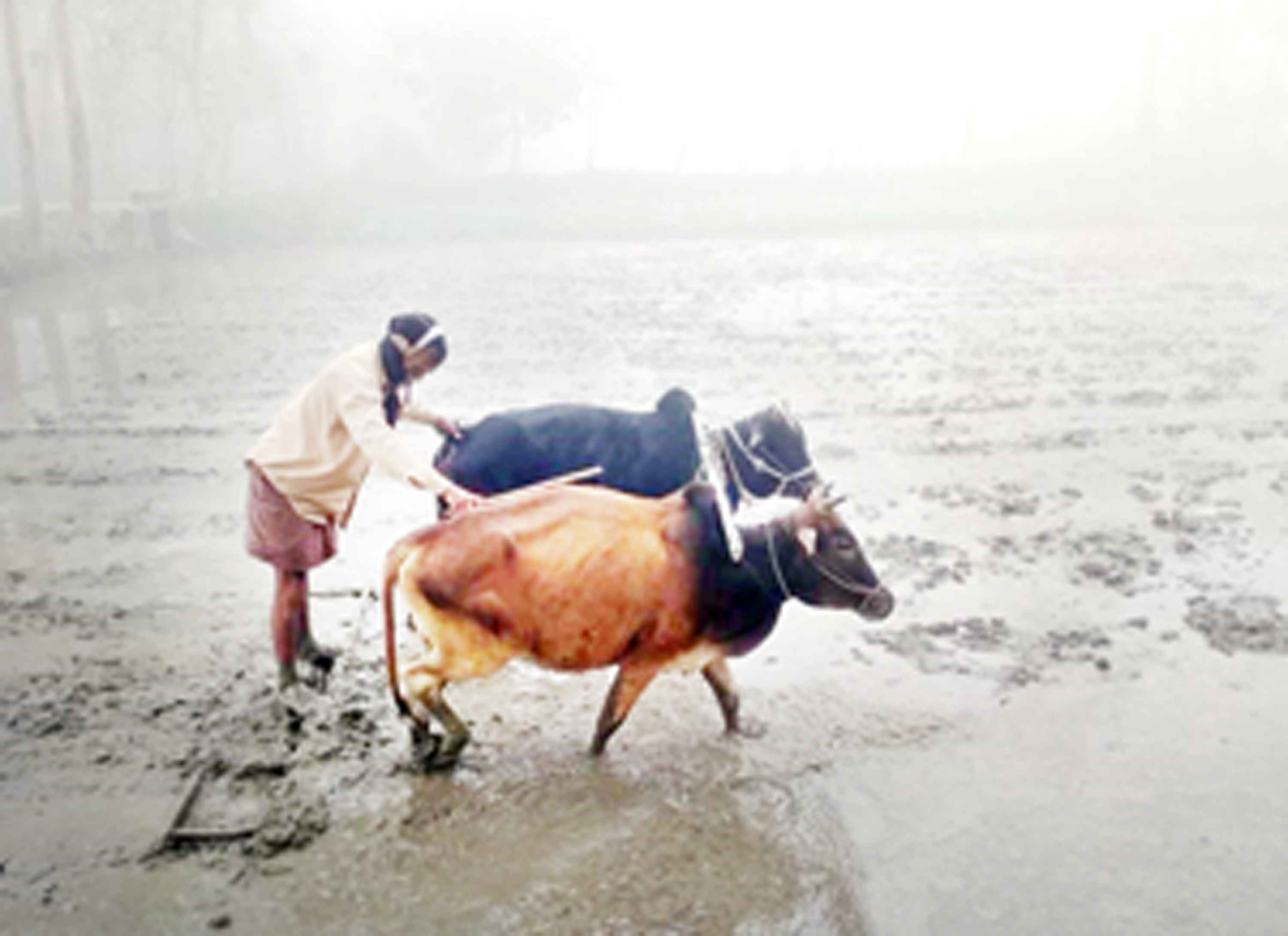 করে বোরো চাষে কর্মব্যস্ততা চাষের লক্ষ্যমাত্রা ১০ হাজার ১৯৫ হেক্টর