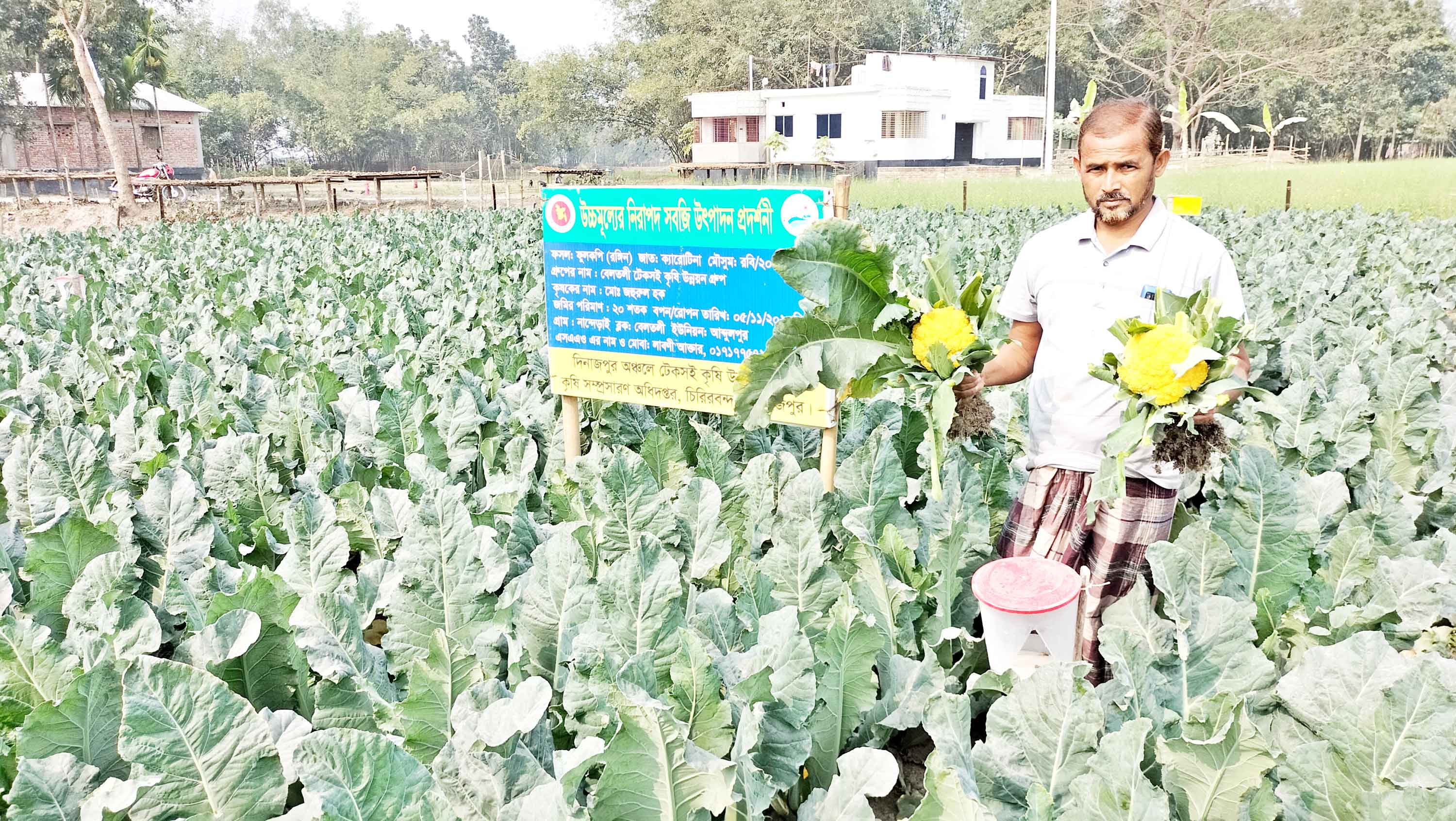 দিনাজপুরে রঙিন ফুলকপি-বাঁধাকপি চাষে কৃষকের ব্যাপক সাফল্য