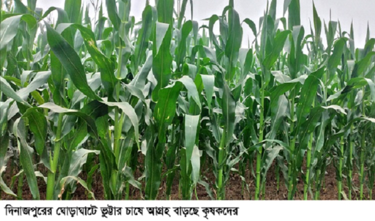 ঘোড়াঘাটে ২২ হাজার ১৩৬ মেট্রিক টন ভুট্টা উৎপাদনের আশা