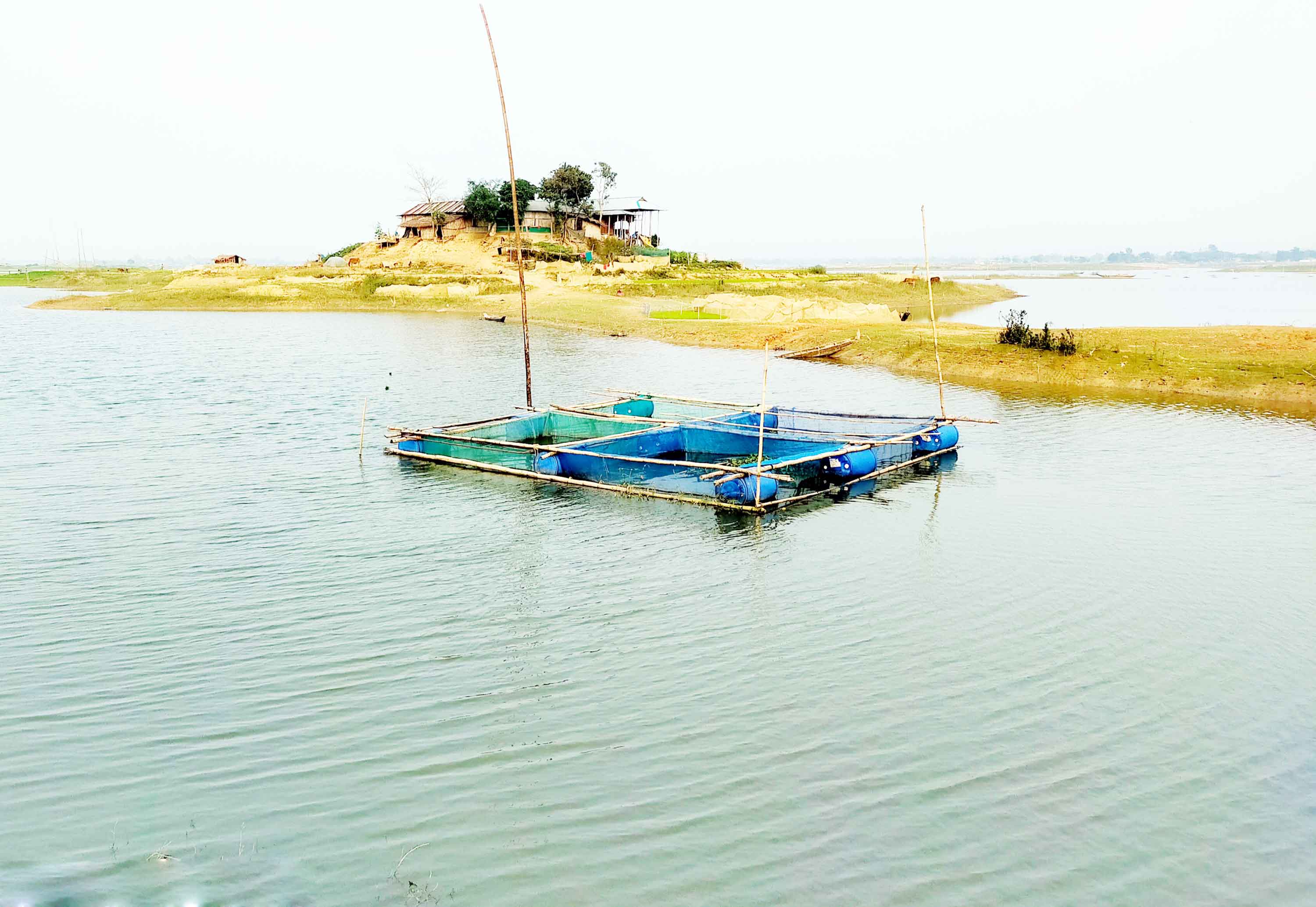 কাপ্তাই হ্রদে ভাসমান খাঁচায় মাছ চাষ