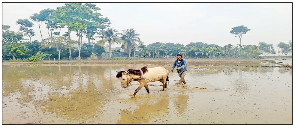 নিয়ামতপুরে জনপ্রিয় হচ্ছে ঘোড়া দিয়ে হালচাষ