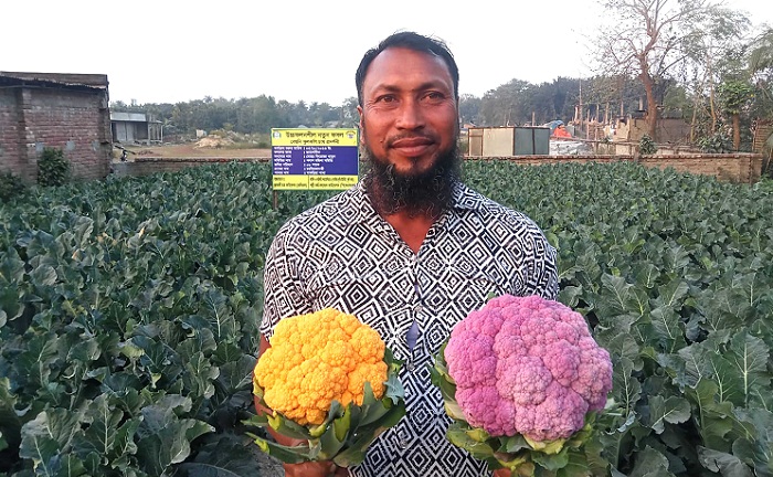 ঈশ্বরদীতে রঙিন ফুলকপি চাষে লাভবান কৃষক শরিফুল