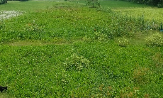 বেদখল হয়েছে গাংনীর স্টুয়ার্ড খাল