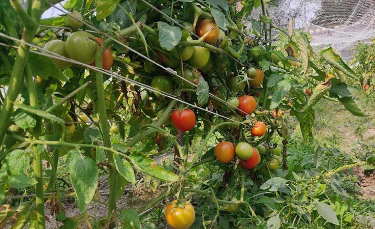 হাবিপ্রবিতে ফসল চুরিতে ব্যাহত হচ্ছে গবেষণা