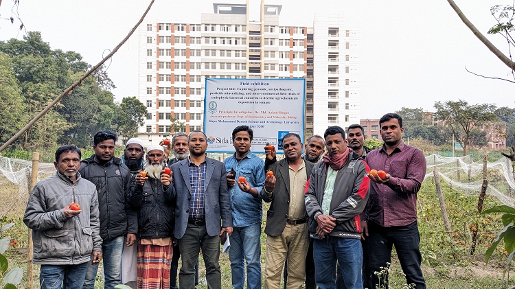 হাবিপ্রবি উদ্ভাবিত রাসায়নিক মুক্ত টমেটো চাষে আগ্রহী কৃষকরা