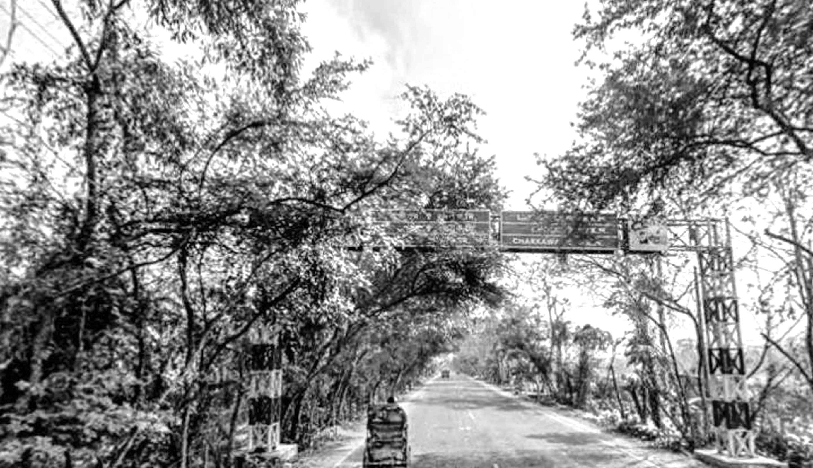 সবুজ সমারোহের ভোলা রোড