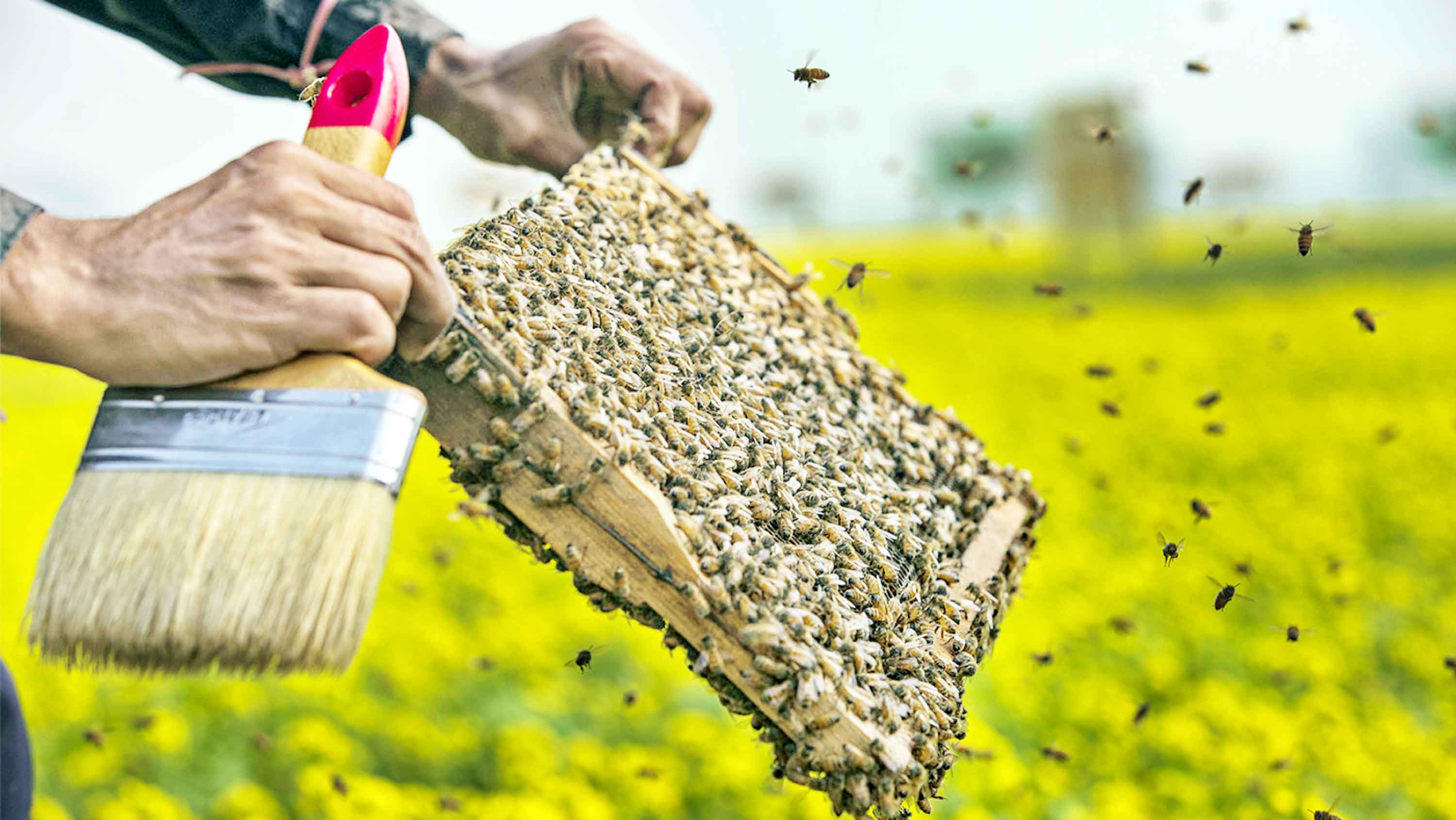 শিবচরে মধু সংগ্রহে ব্যস্ত মৌচাষিরা