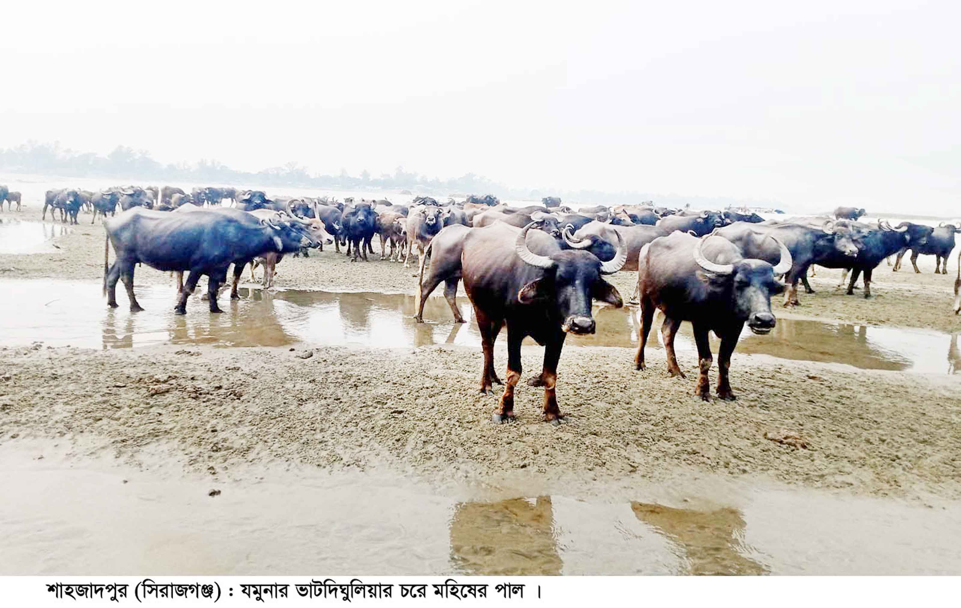 যমুনার চরাঞ্চলে গড়ে উঠেছে মহিষের বাথান