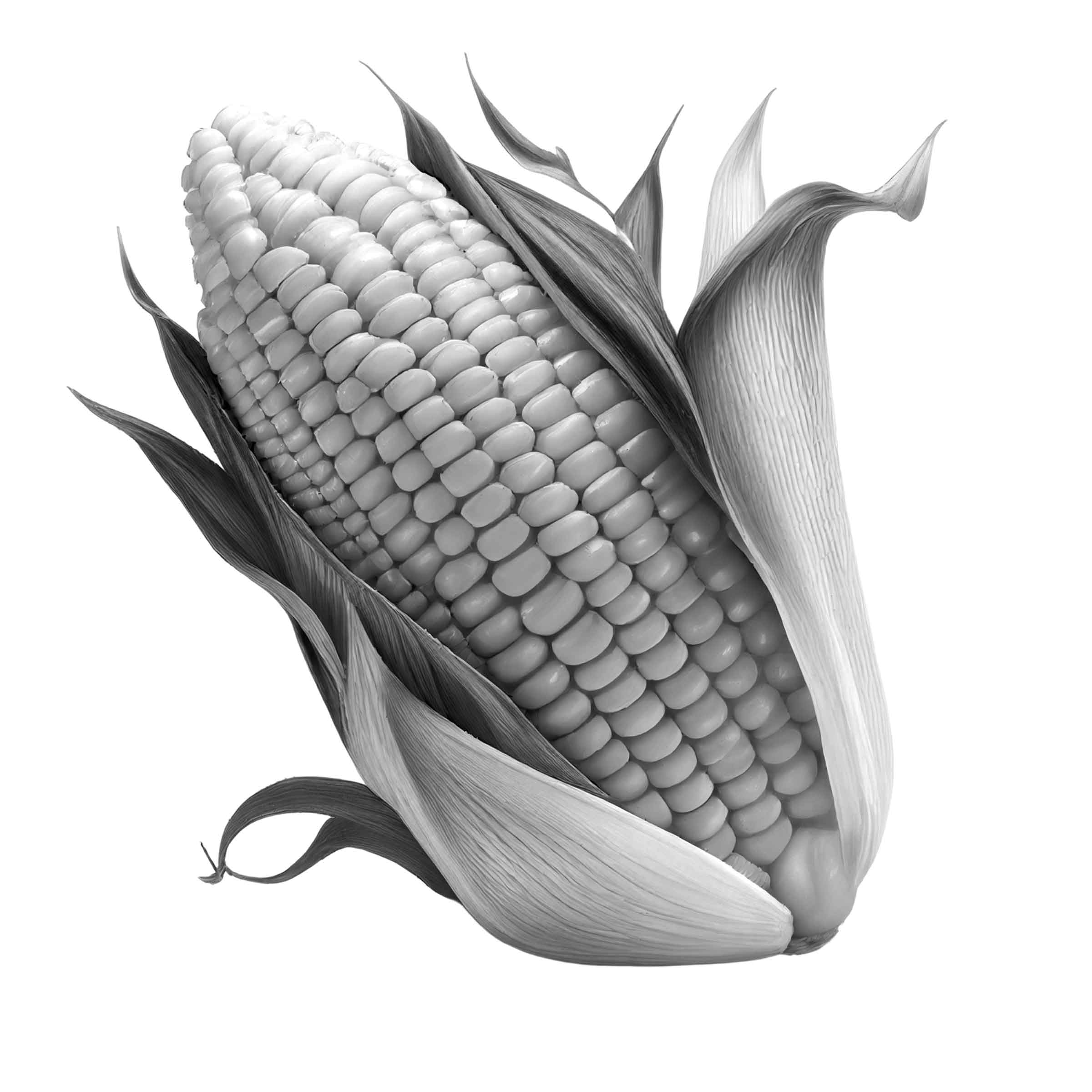ফাল্গুন মাসের কৃষি