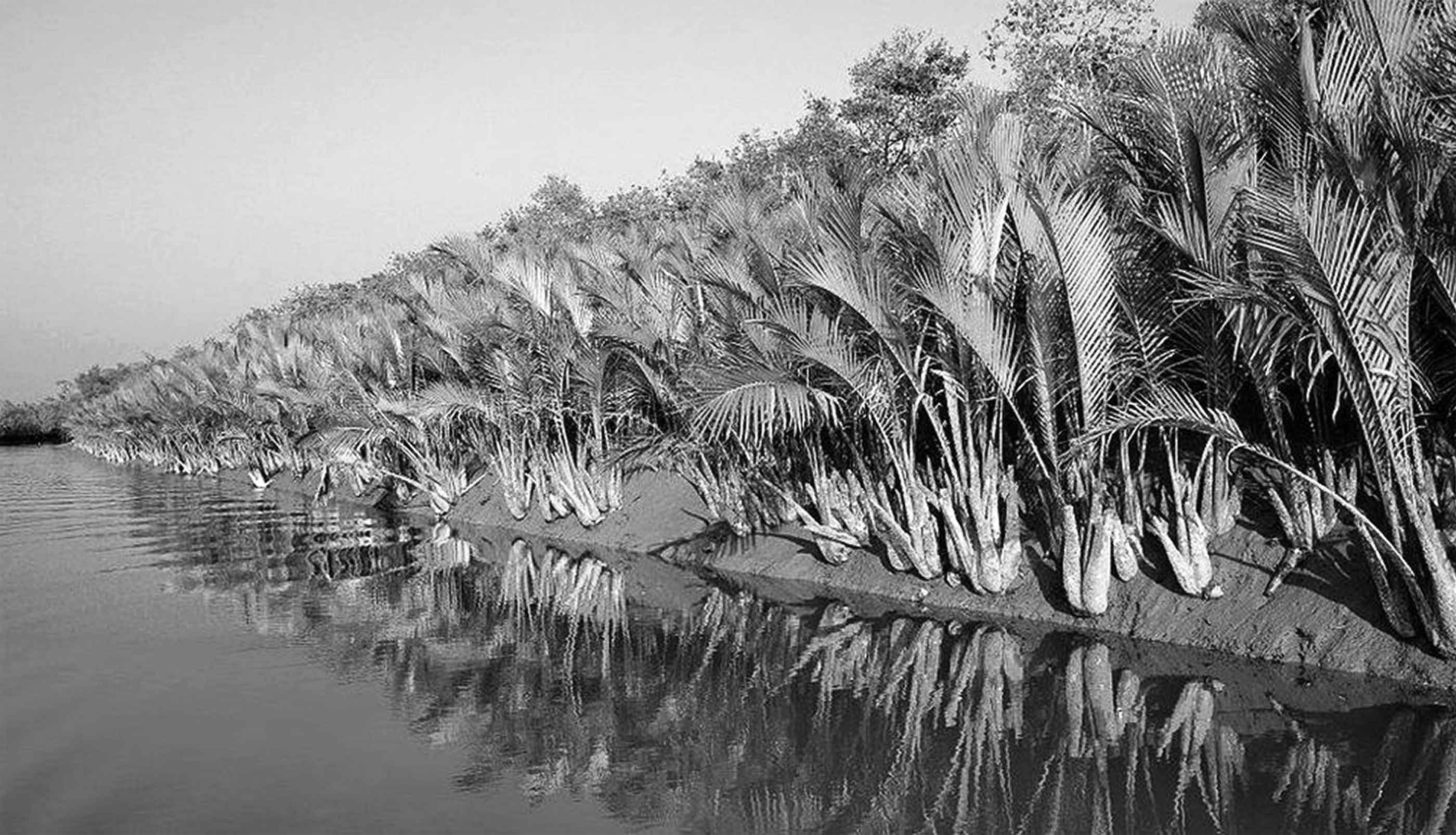 বাংলাদেশের ফুসফুস সুন্দরবন