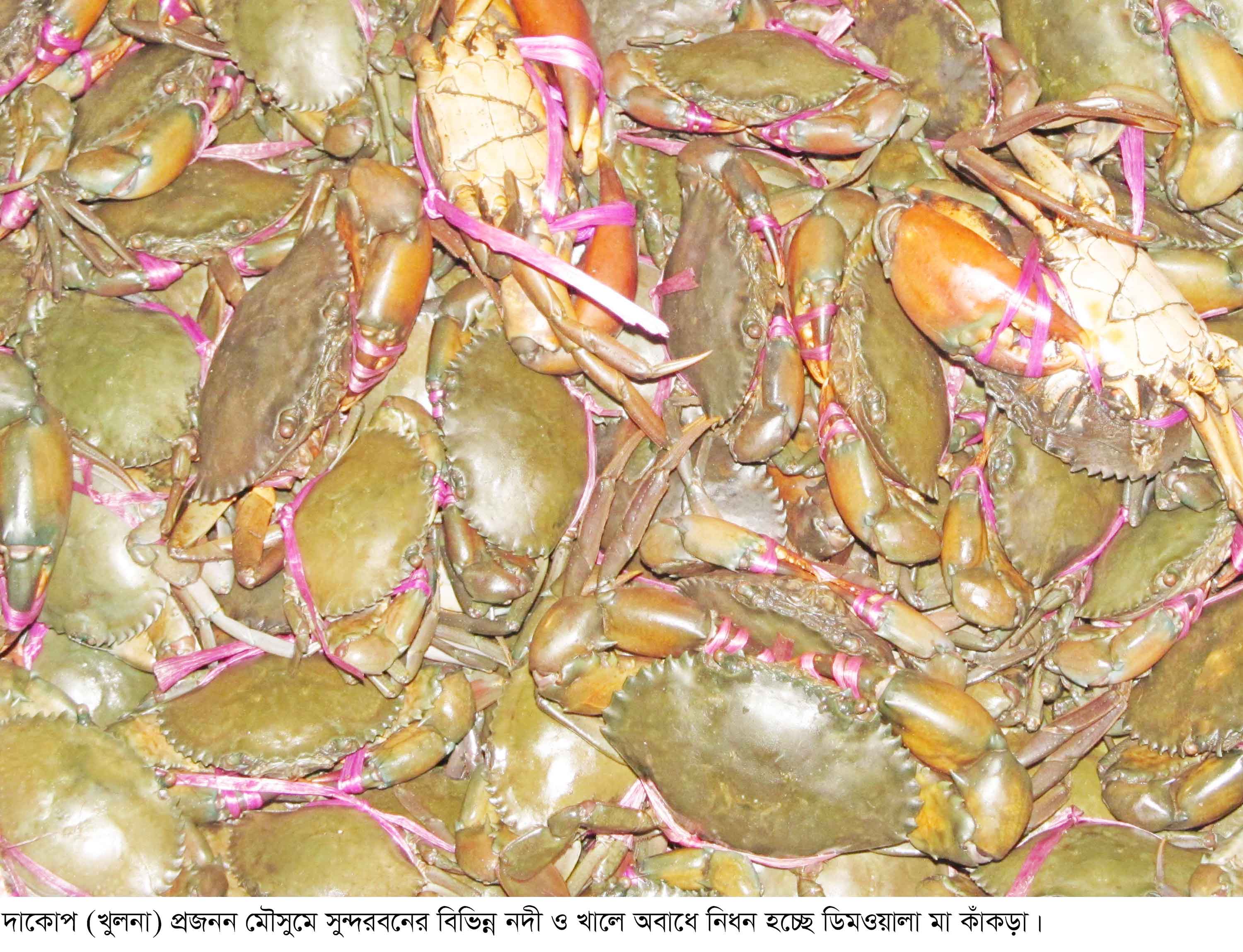 সুন্দরবনে মা কাঁকড়া নিধন