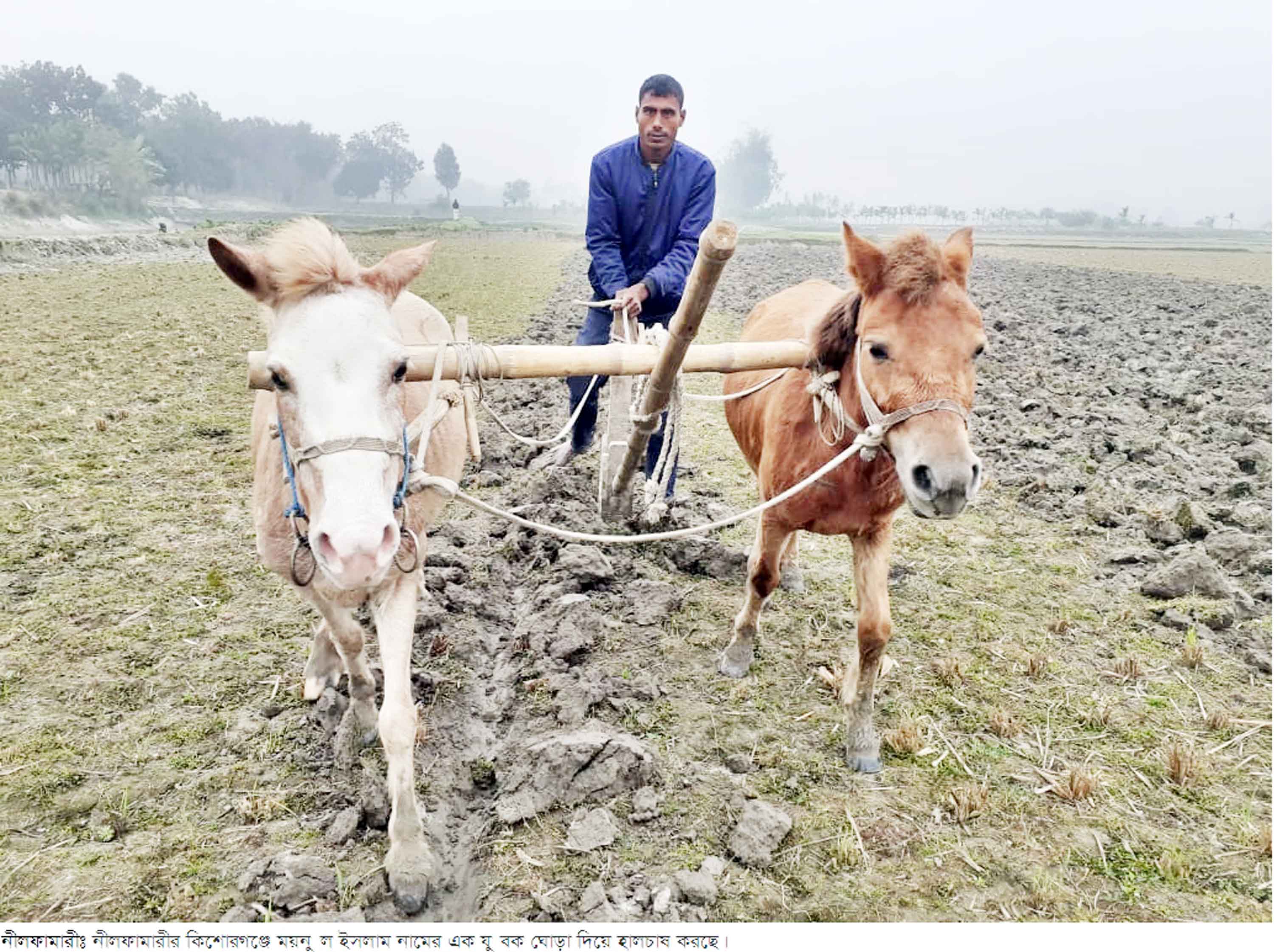 নীলফামারীতে ঘোড়া দিয়ে হালচাষ