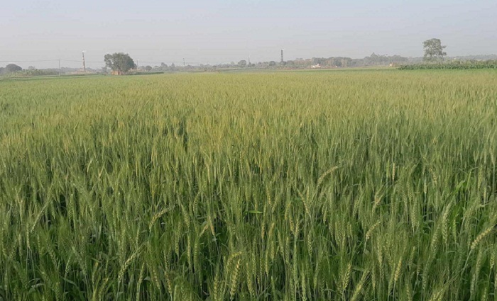 ভেড়ামারায় ১৫৯০ হেক্টর জমিতে গম চাষ : কৃষকের মুখে হাসি