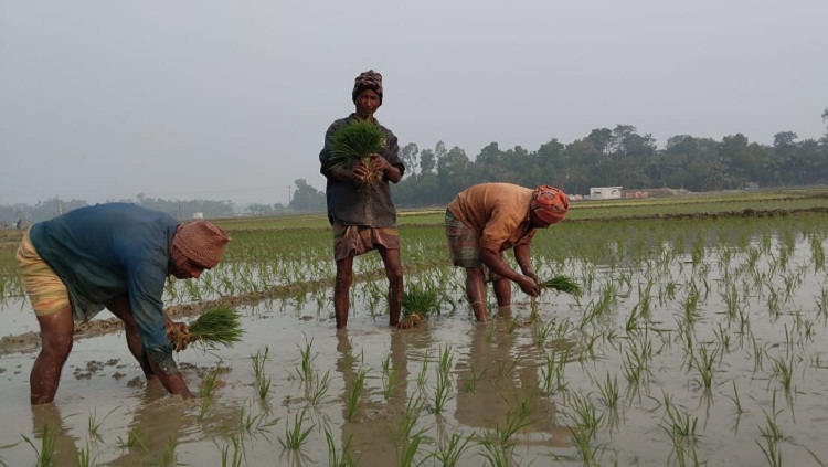 লক্ষমাত্রা অতিক্রম করে ১২হাজার হেক্টর জমিনে বোরো আবাদ
