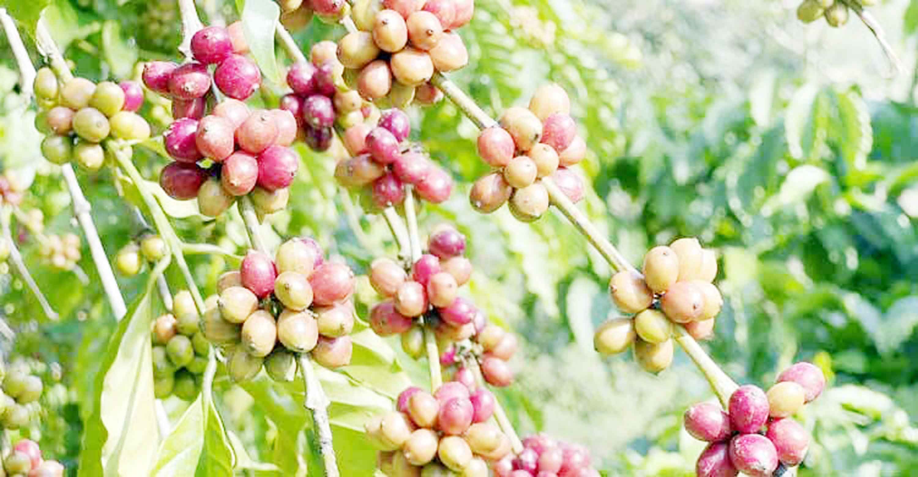 পাহাড়ে কফি চাষে সফলতার স্বপ্ন দেখছেন চাষিরা