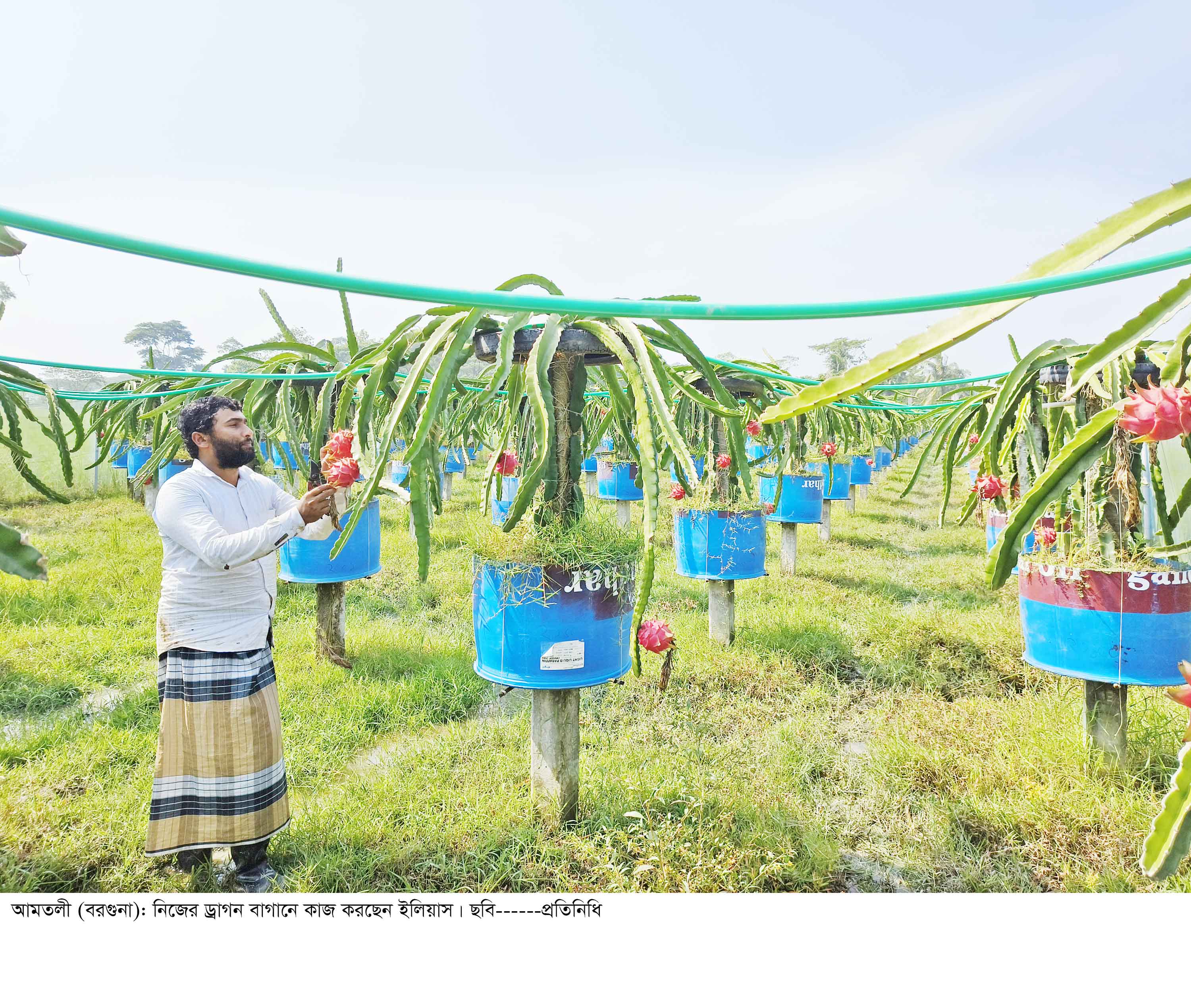 বিষমুক্ত ড্রাগন চাষে স্বাবলম্বী আমতলীর চাষি ইলিয়াস