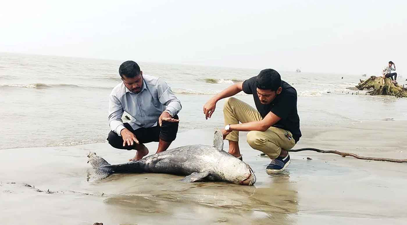 সমুদ্রে বিপন্ন ইরাবতী ডলফিন